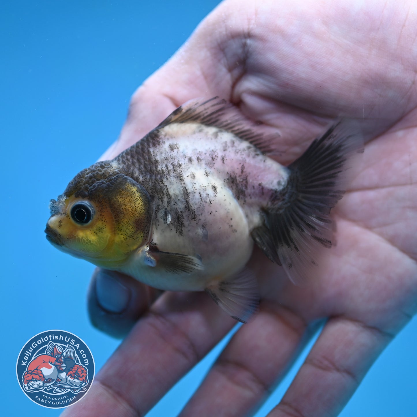 Juvenile Oranda 2.5 inch Body (260116_OR21)