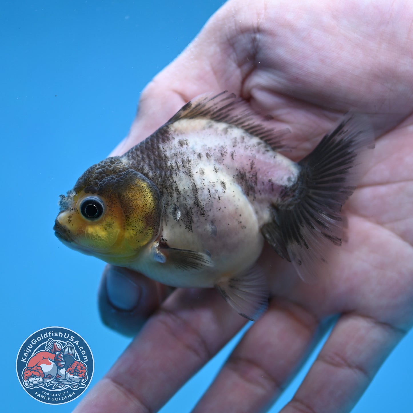 Juvenile Oranda 2.5 inch Body (260116_OR21)
