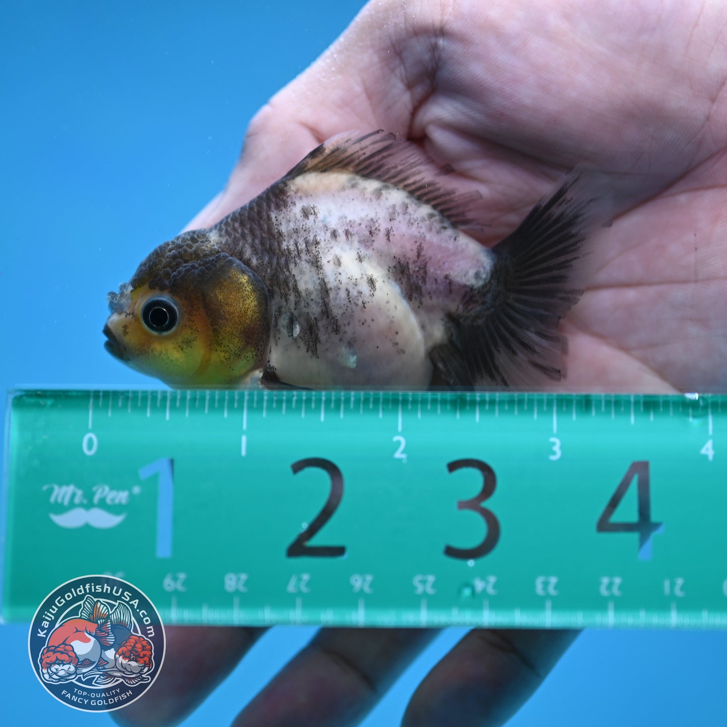 Juvenile Oranda 2.5 inch Body (260116_OR21)