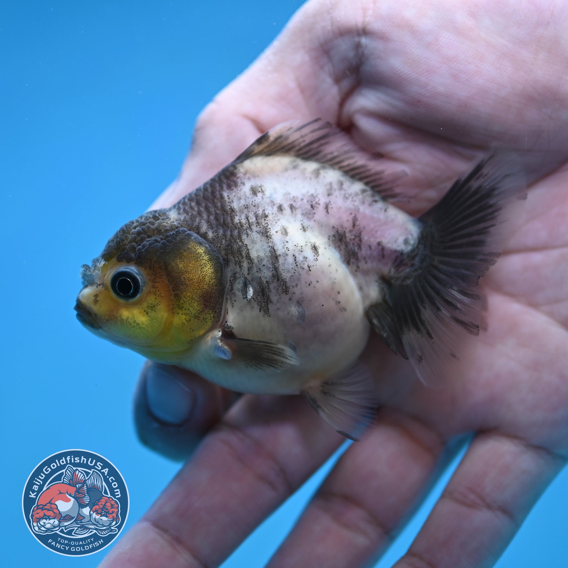 Juvenile Oranda 2.5 inch Body (260116_OR21)