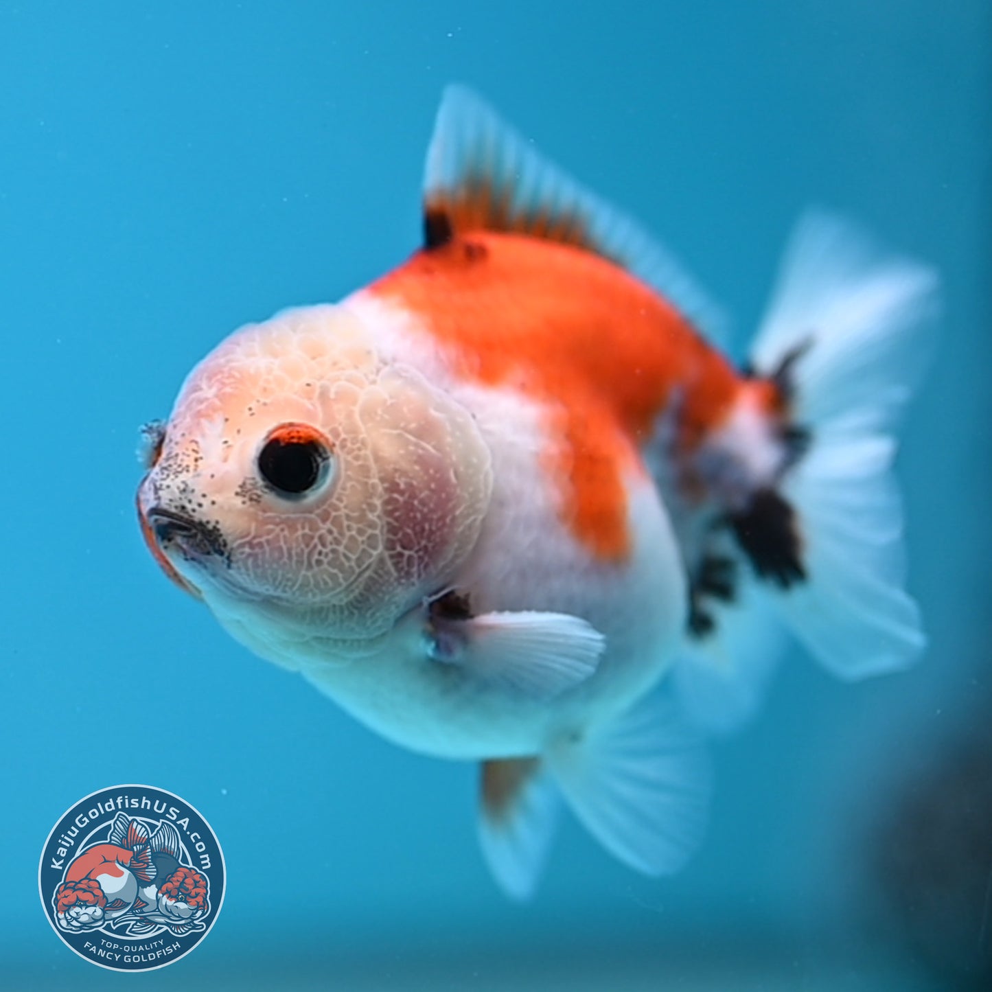 Juvenile Oranda 2.5 inch Body (260116_OR22)