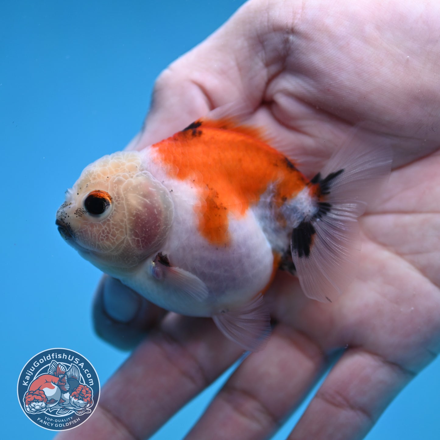 Juvenile Oranda 2.5 inch Body (260116_OR22)