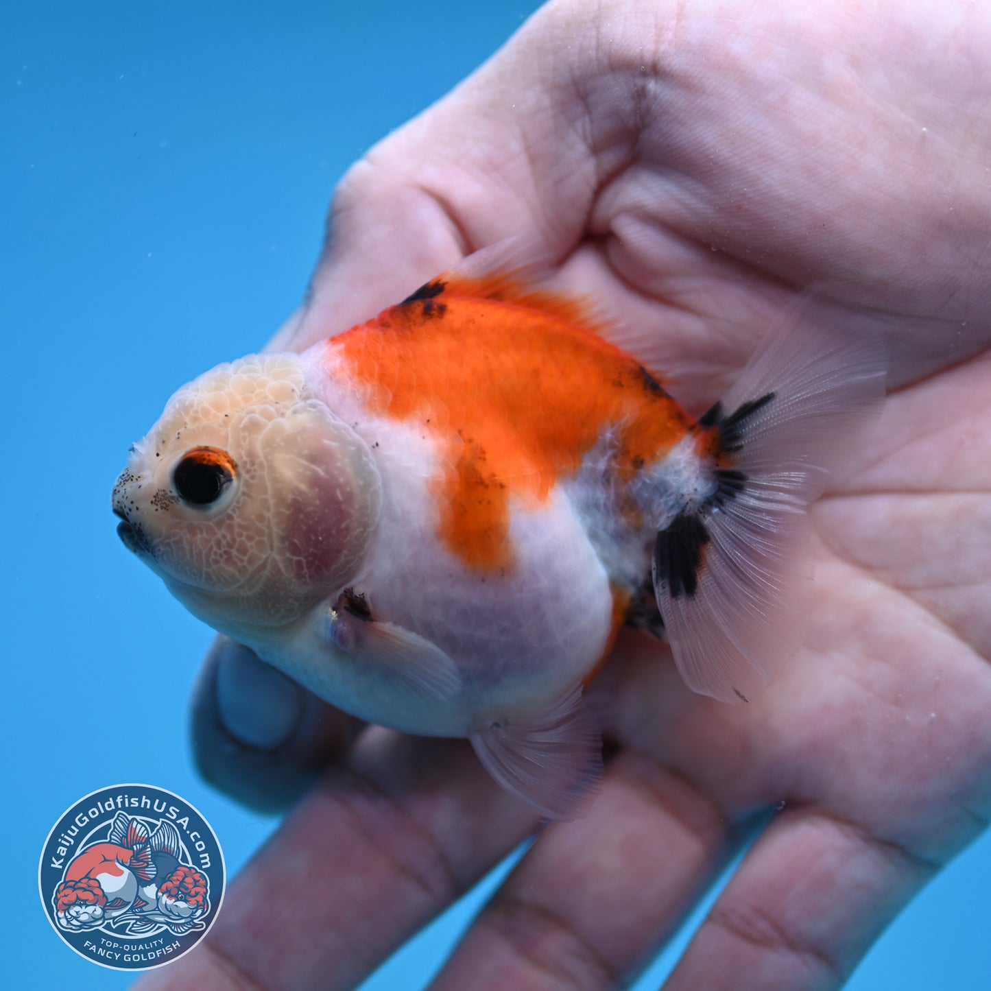 Juvenile Oranda 2.5 inch Body (260116_OR22)