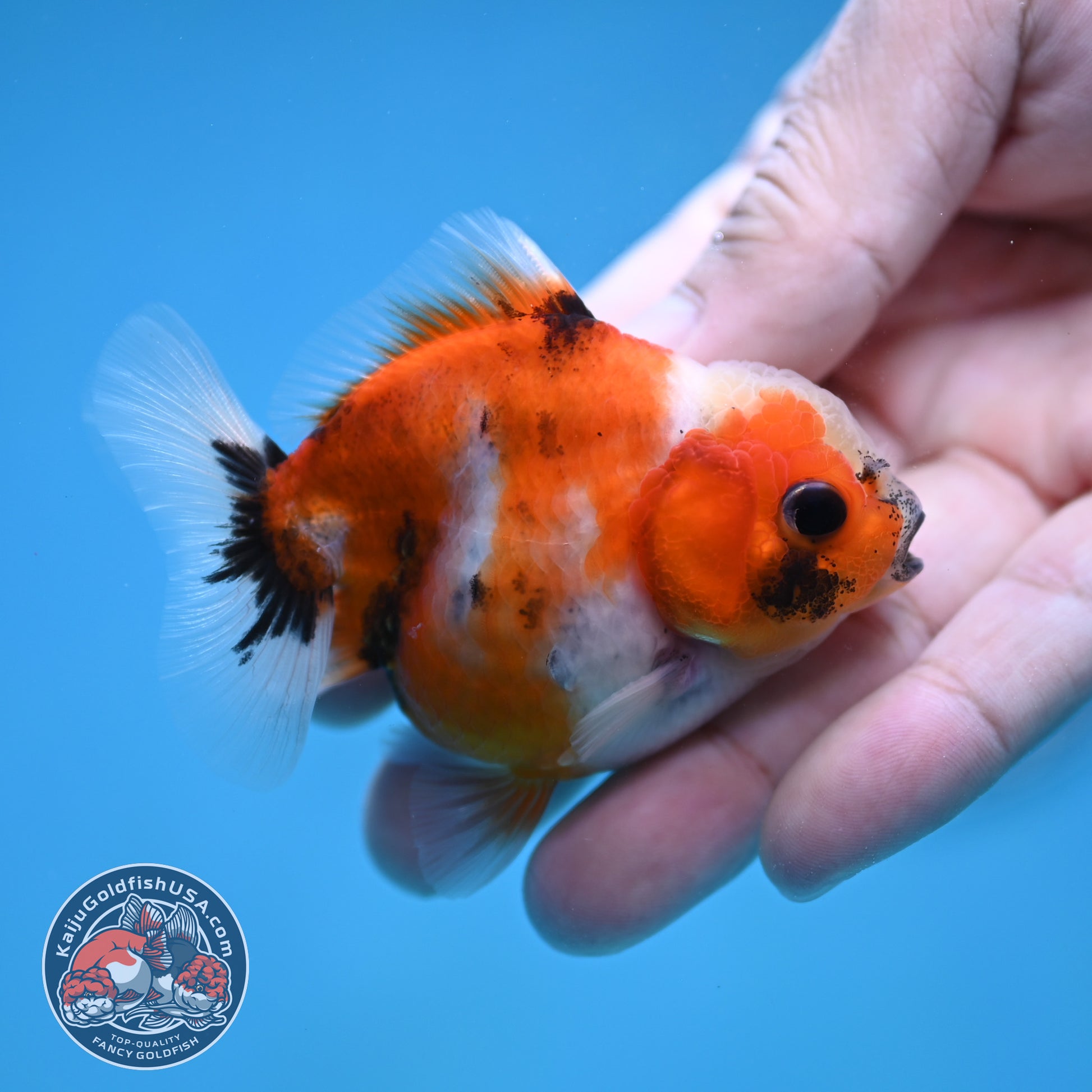 Juvenile Oranda 2.5 inch Body (260116_OR22)