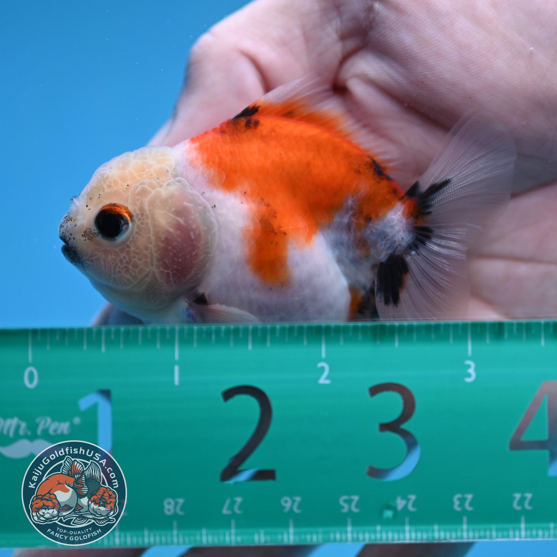 Juvenile Oranda 2.5 inch Body (260116_OR22)