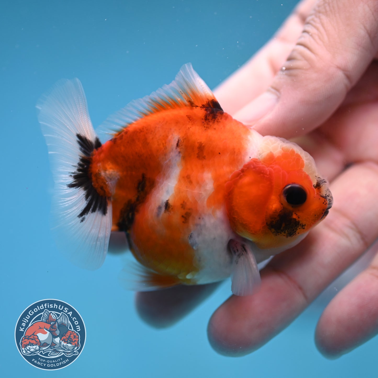 Juvenile Oranda 2.5 inch Body (260116_OR22)