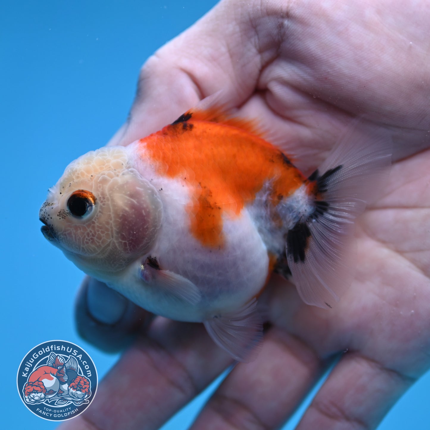 Juvenile Oranda 2.5 inch Body (260116_OR22)