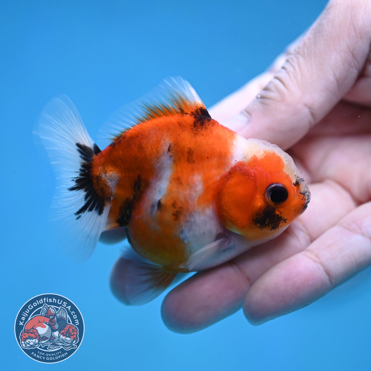 Juvenile Oranda 2.5 inch Body (260116_OR22)