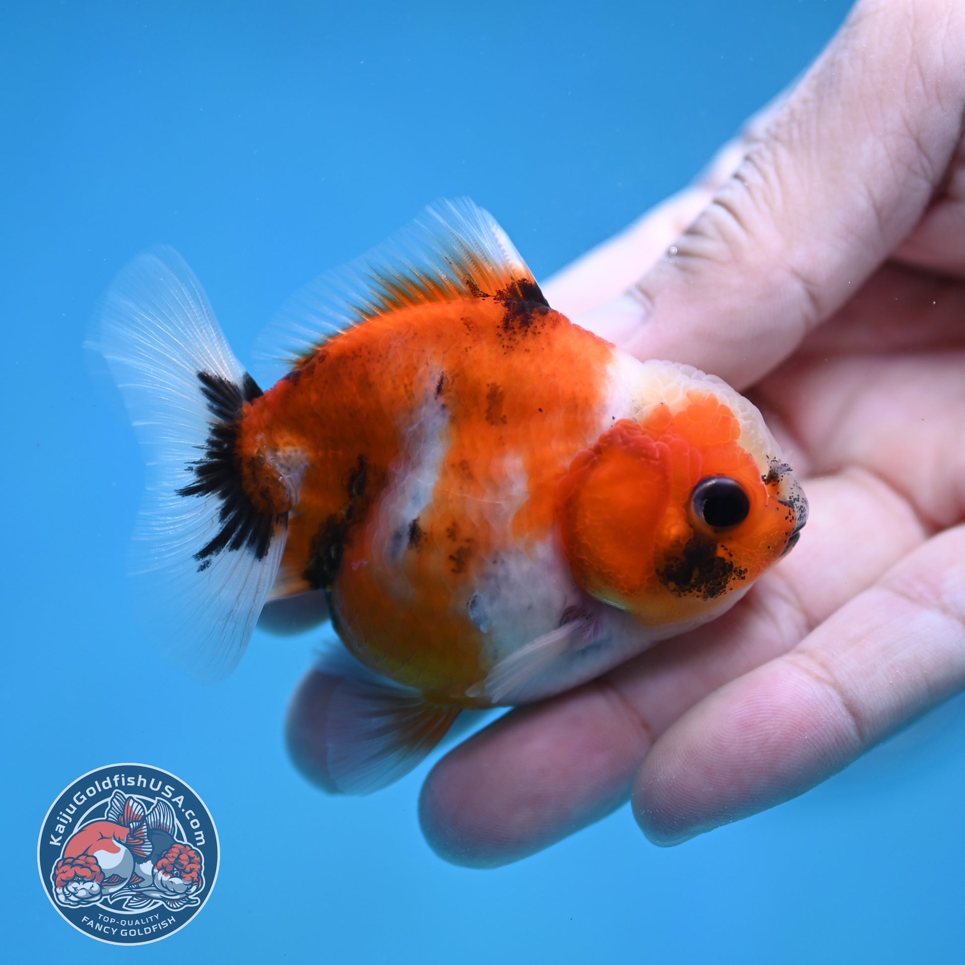 Juvenile Oranda 2.5 inch Body (260116_OR22)