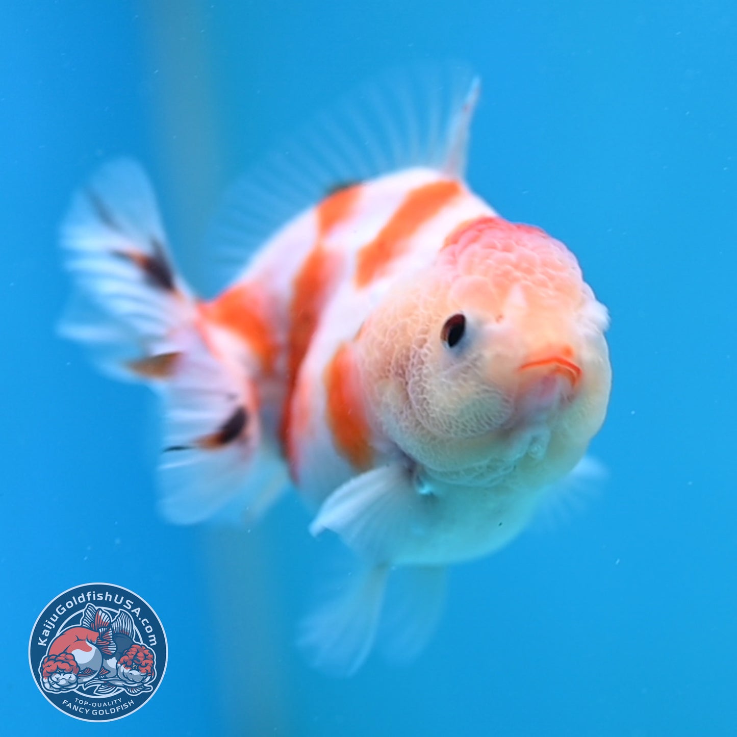 Juvenile Oranda 3 inch Body (260116_OR12)