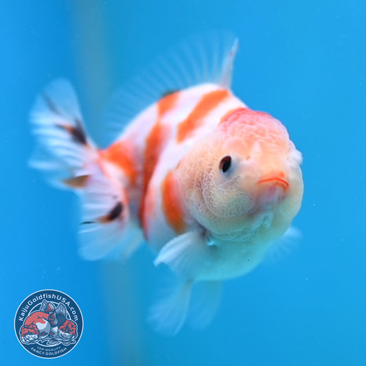 Juvenile Oranda 3 inch Body (260116_OR12)