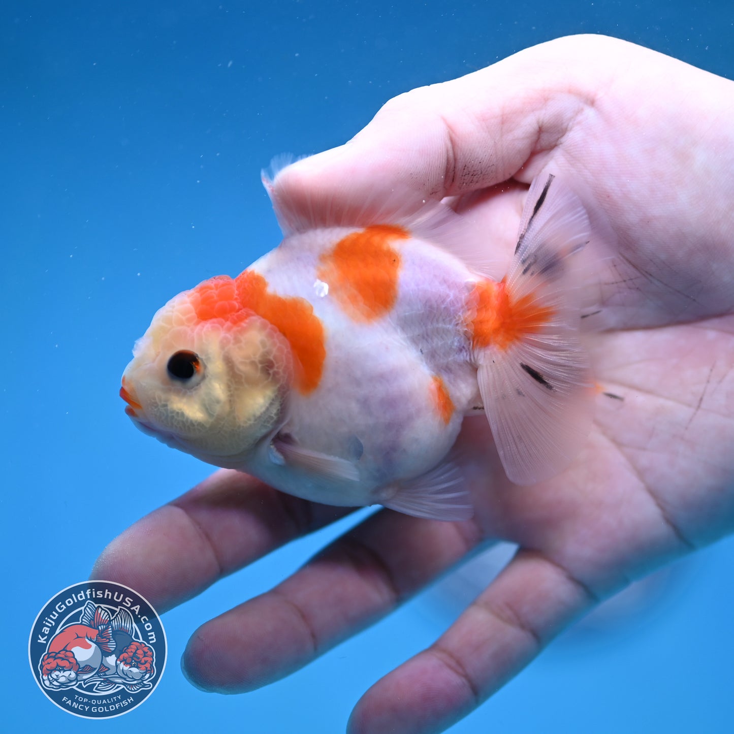 Juvenile Oranda 3 inch Body (260116_OR12)
