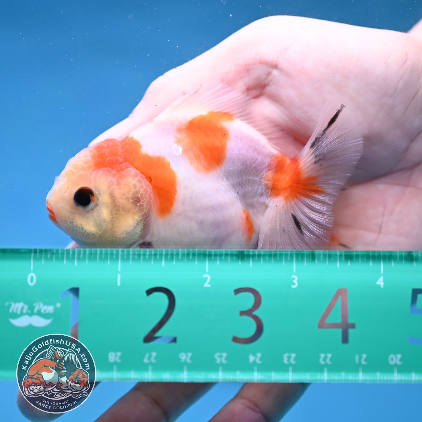 Juvenile Oranda 3 inch Body (260116_OR12)