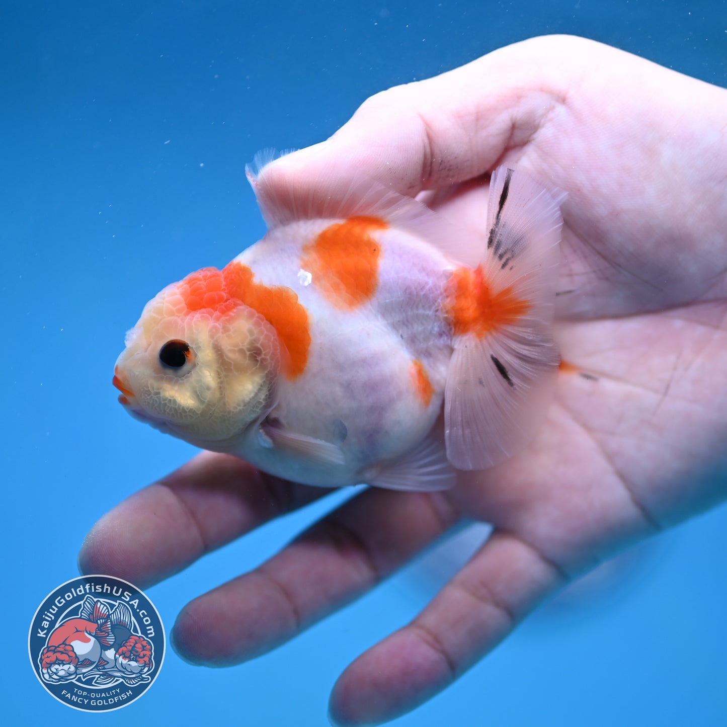 Juvenile Oranda 3 inch Body (260116_OR12)