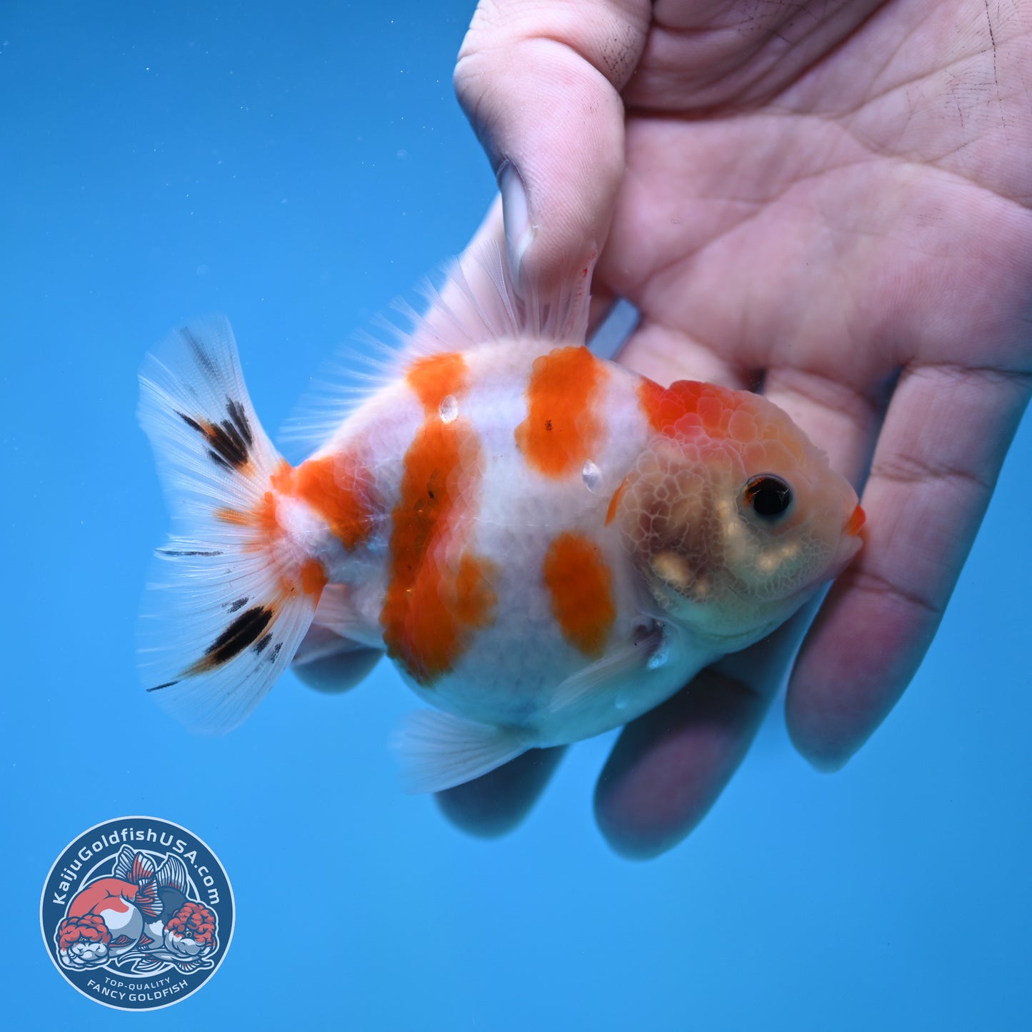 Juvenile Oranda 3 inch Body (260116_OR12)
