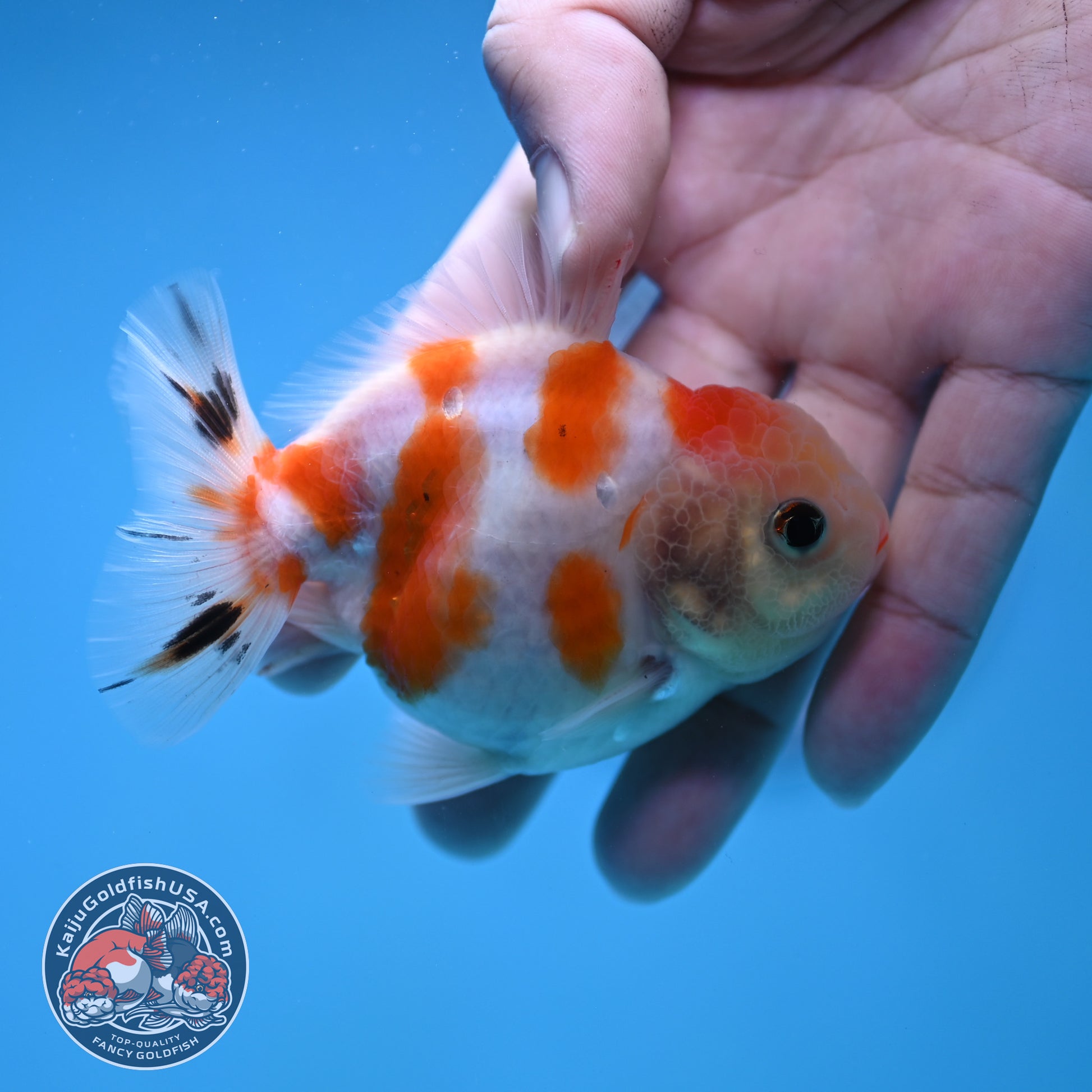 Juvenile Oranda 3 inch Body (260116_OR12)