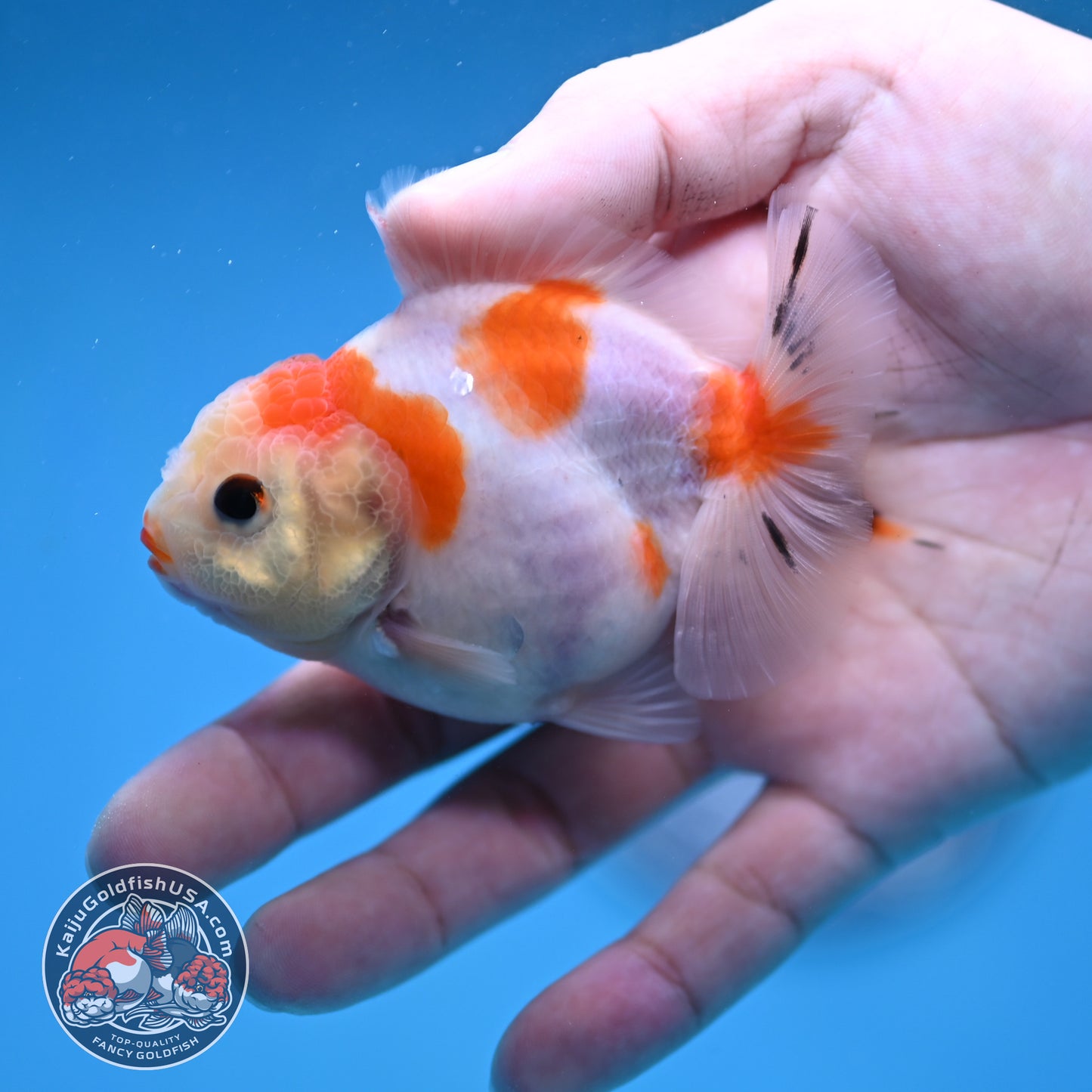 Juvenile Oranda 3 inch Body (260116_OR12)