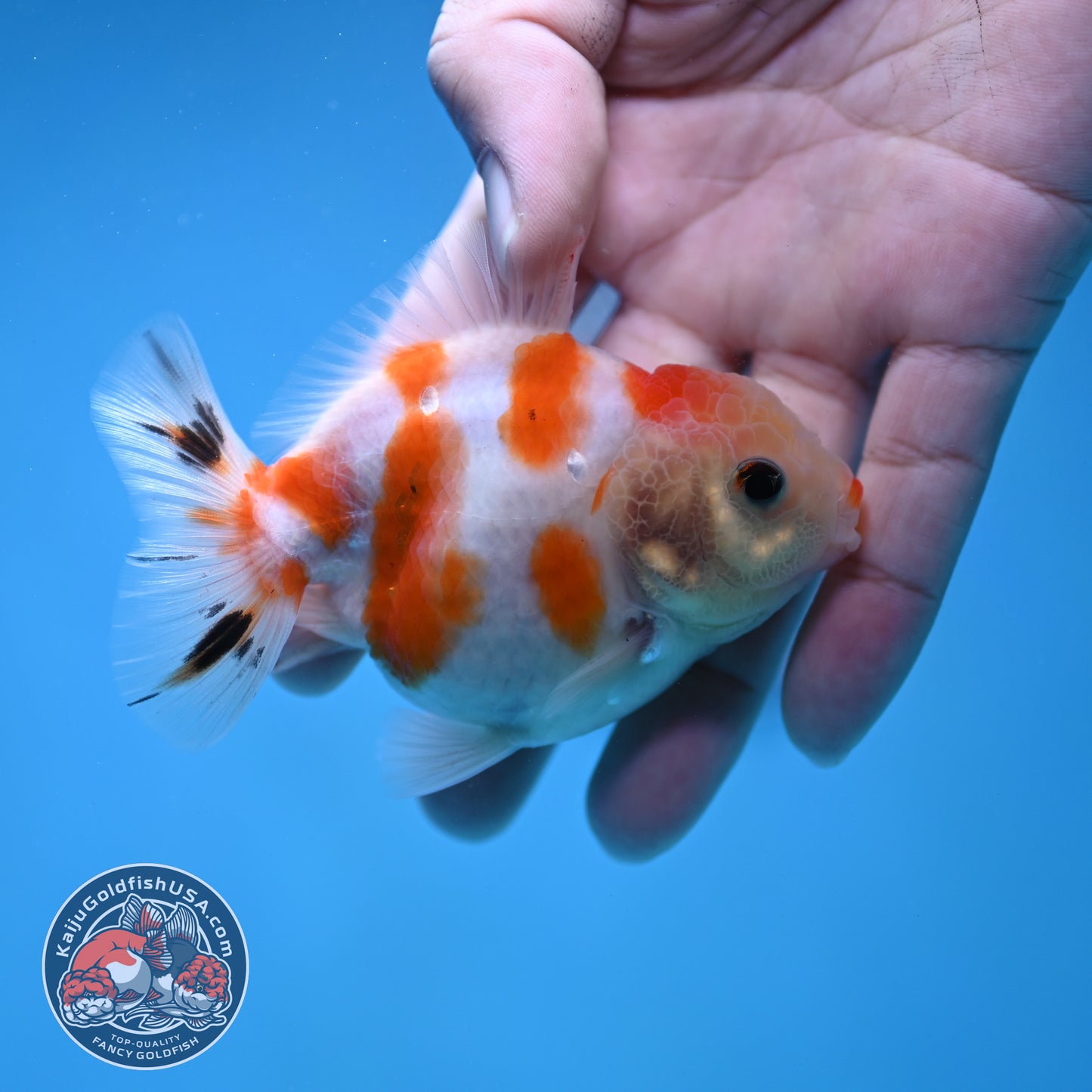 Juvenile Oranda 3 inch Body (260116_OR12)