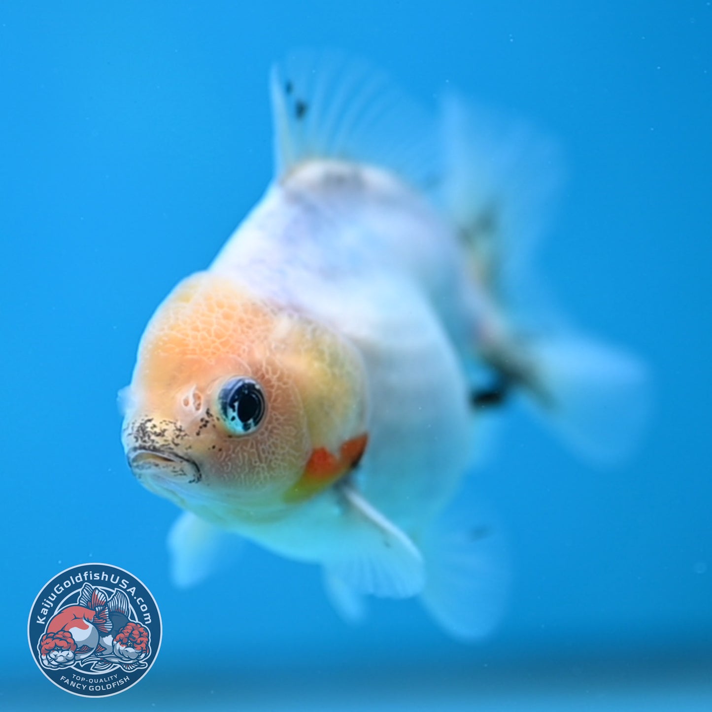 Juvenile Oranda 3 inch Body (260116_OR14)