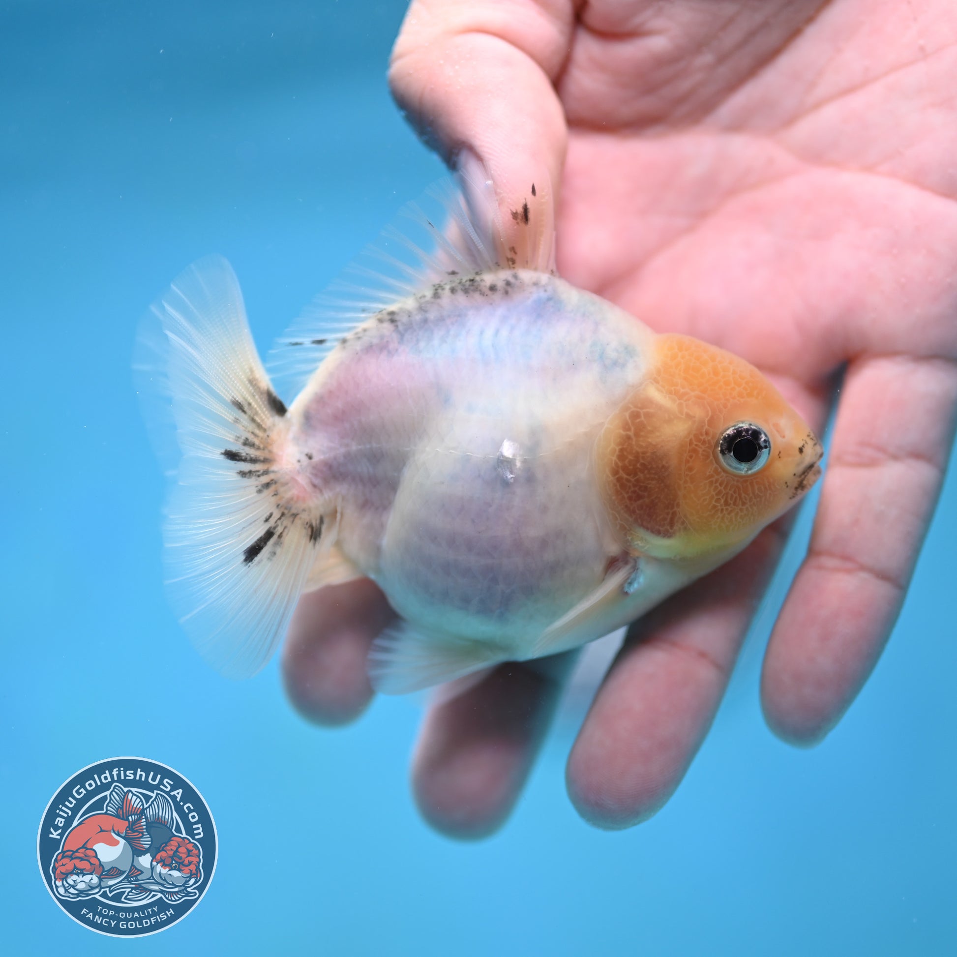 Juvenile Oranda 3 inch Body (260116_OR14)