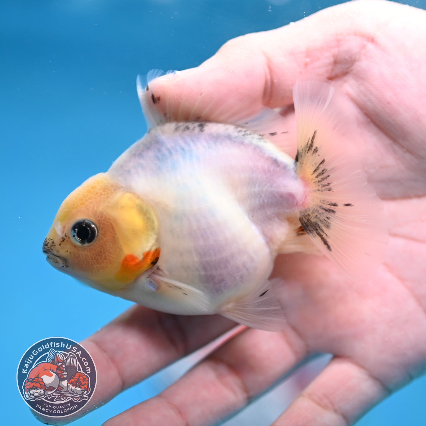Juvenile Oranda 3 inch Body (260116_OR14)