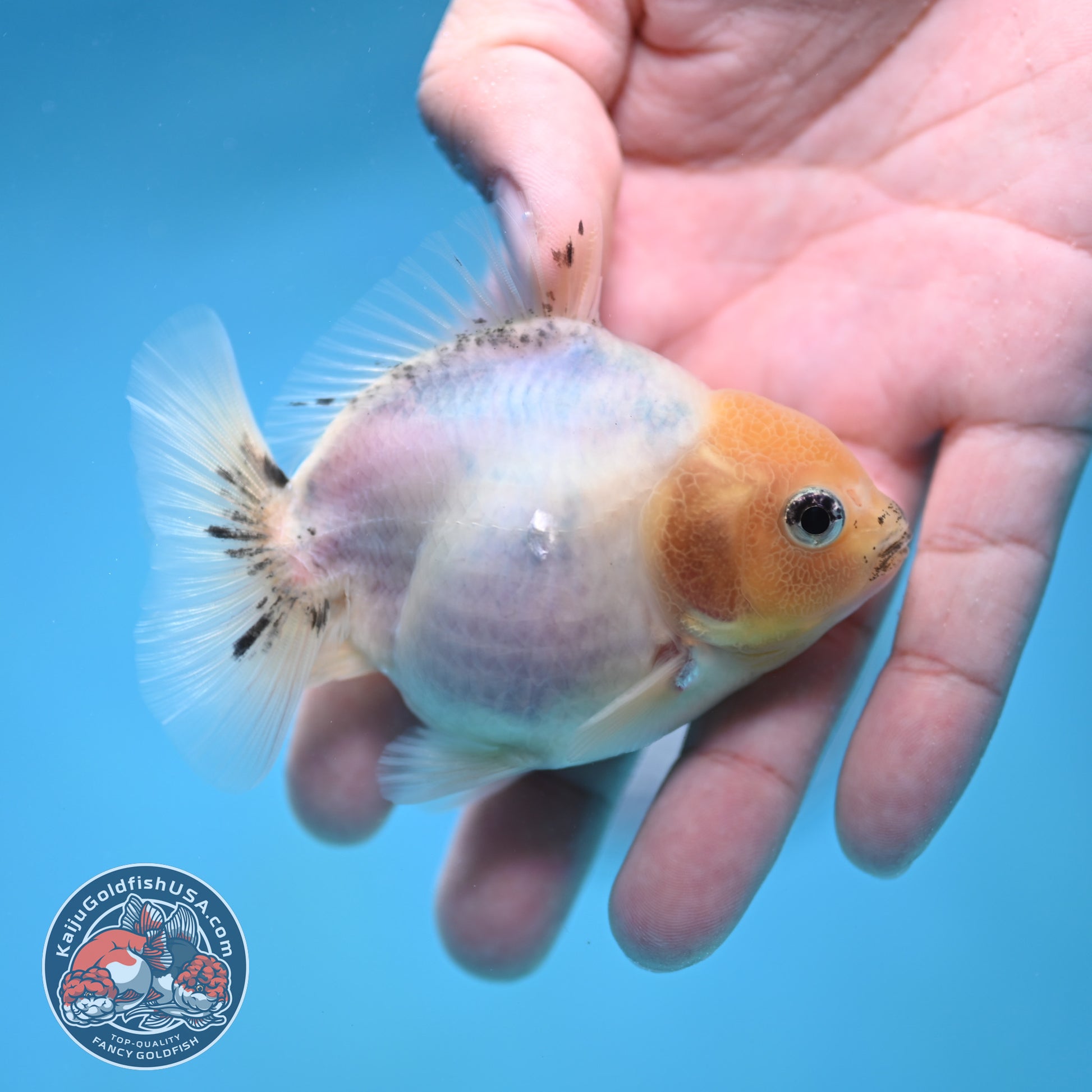 Juvenile Oranda 3 inch Body (260116_OR14)