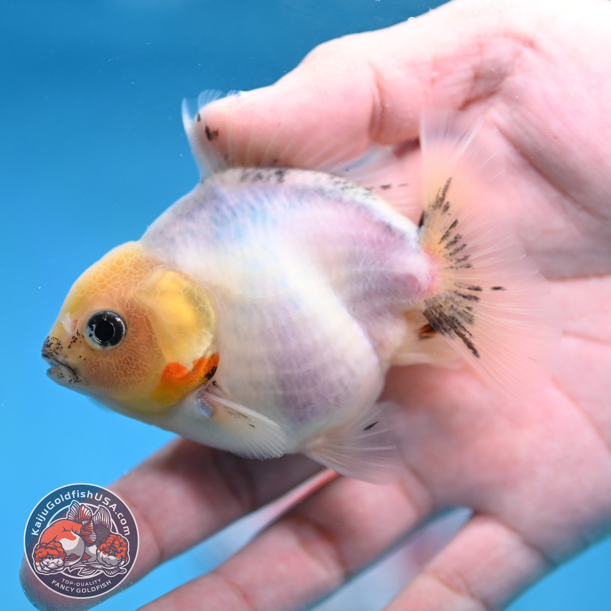 Juvenile Oranda 3 inch Body (260116_OR14)