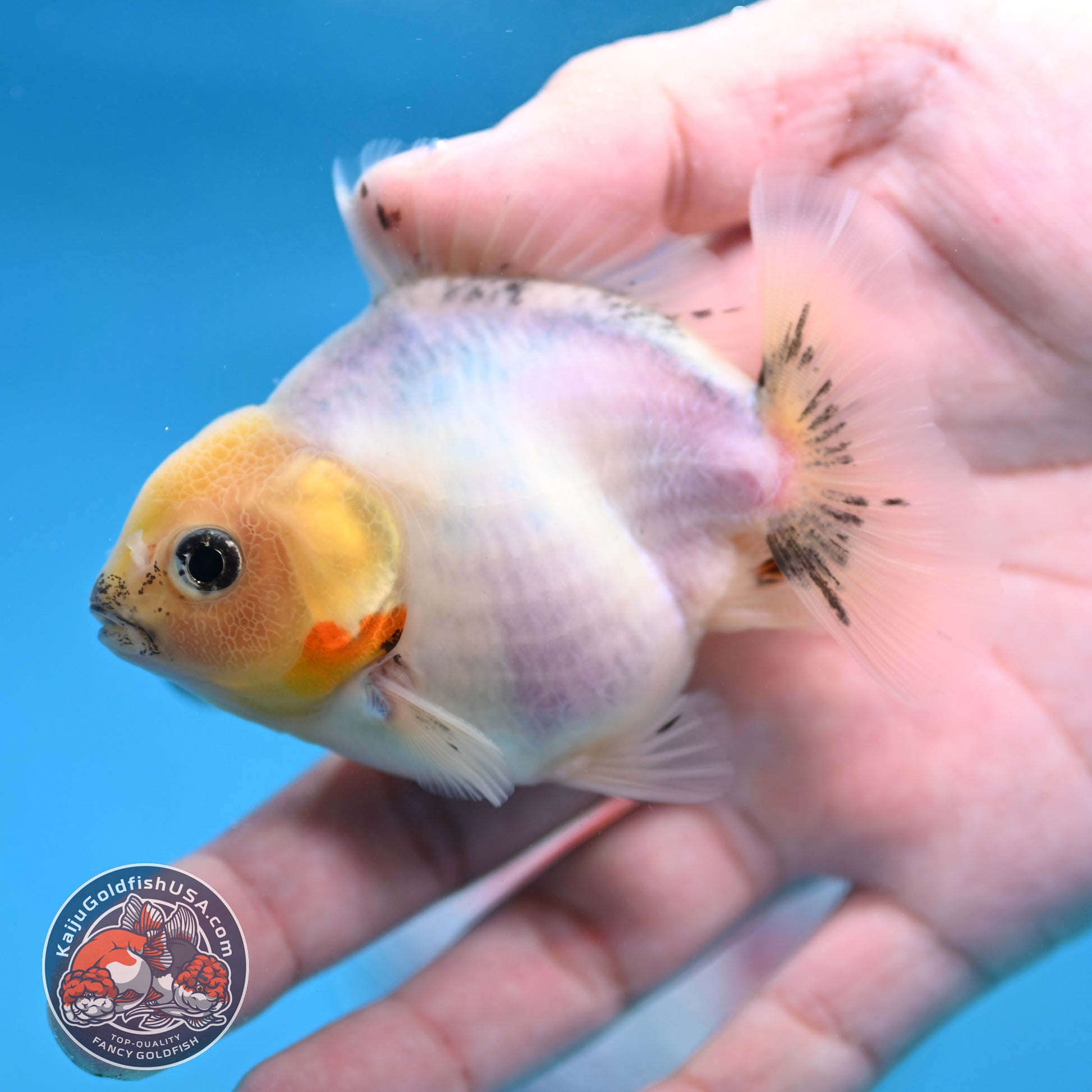 Juvenile Oranda 3 inch Body (260116_OR14)
