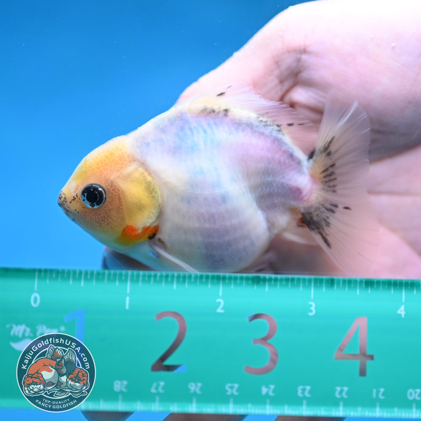 Juvenile Oranda 3 inch Body (260116_OR14)