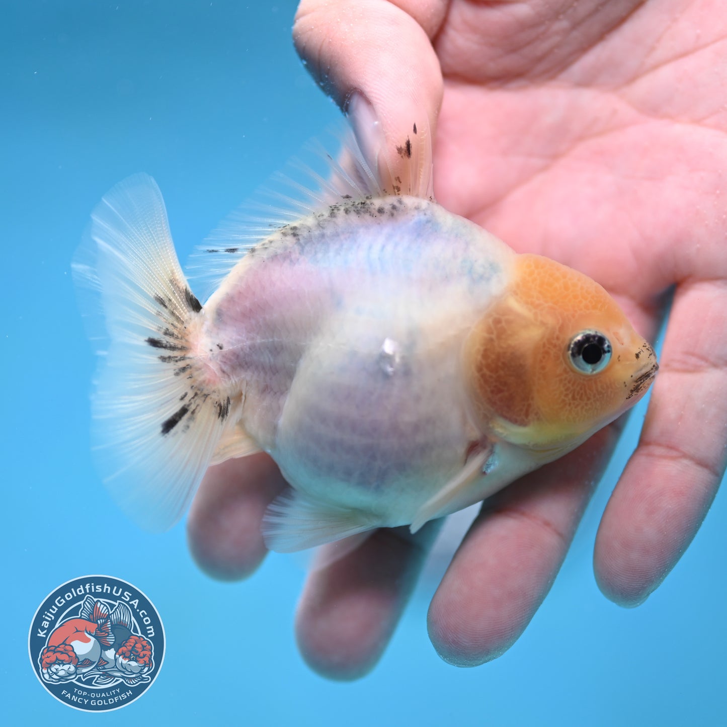 Juvenile Oranda 3 inch Body (260116_OR14)