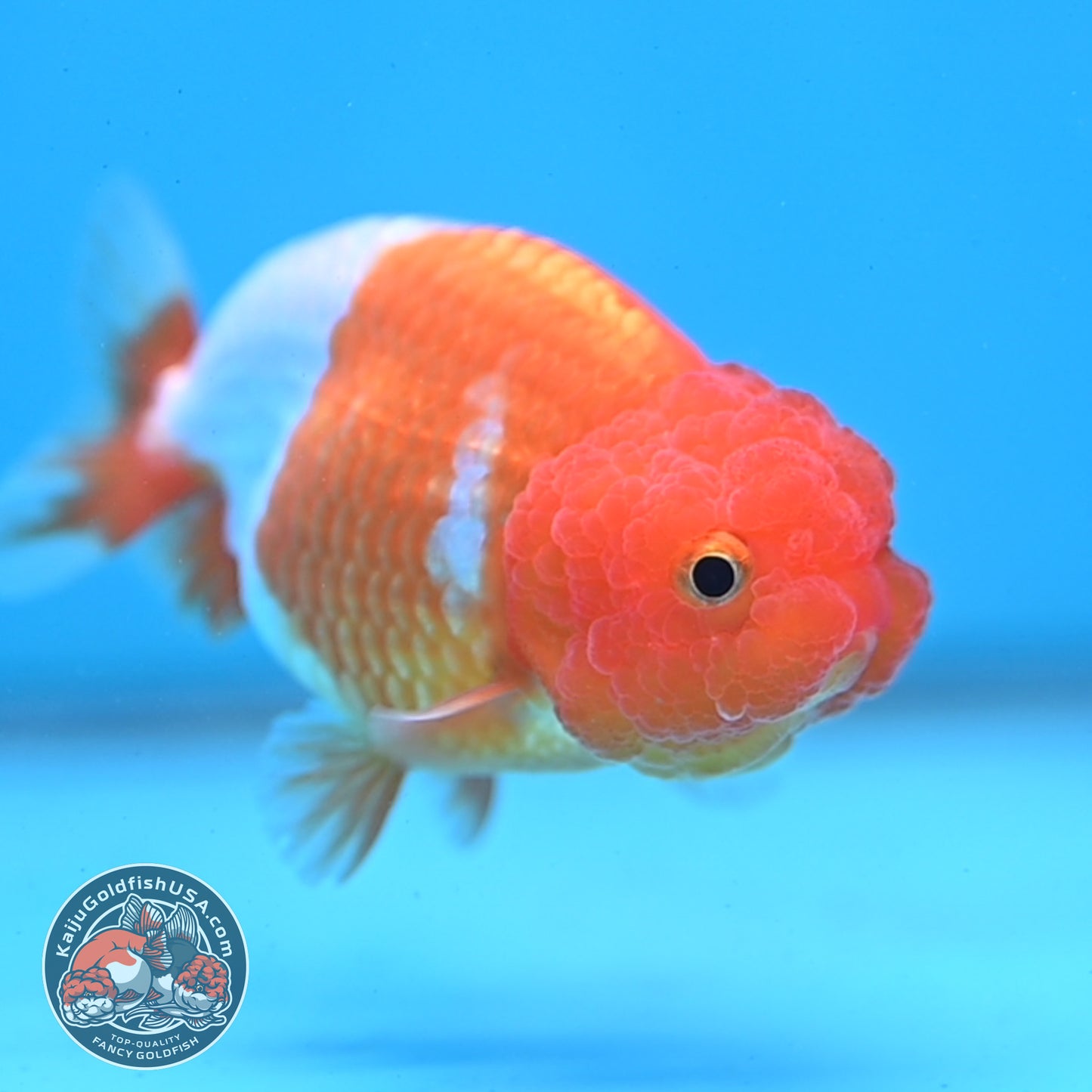 Juvenile Red White Ranchu 3 inch Body (260109_RC01)