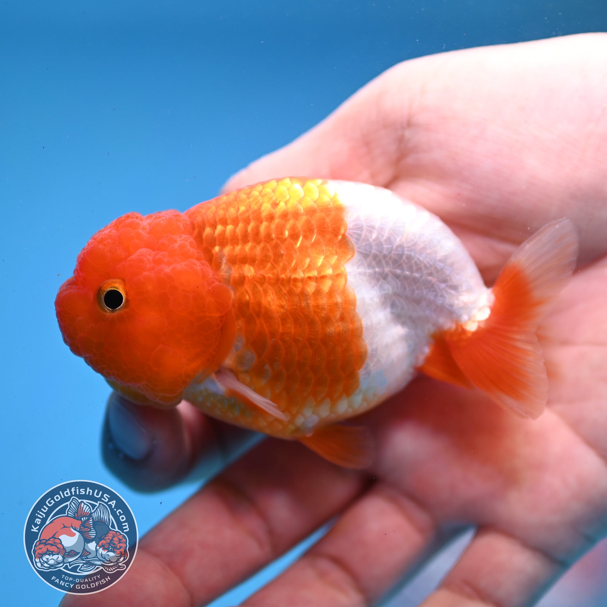 Juvenile Red White Ranchu 3 inch Body (260109_RC01)