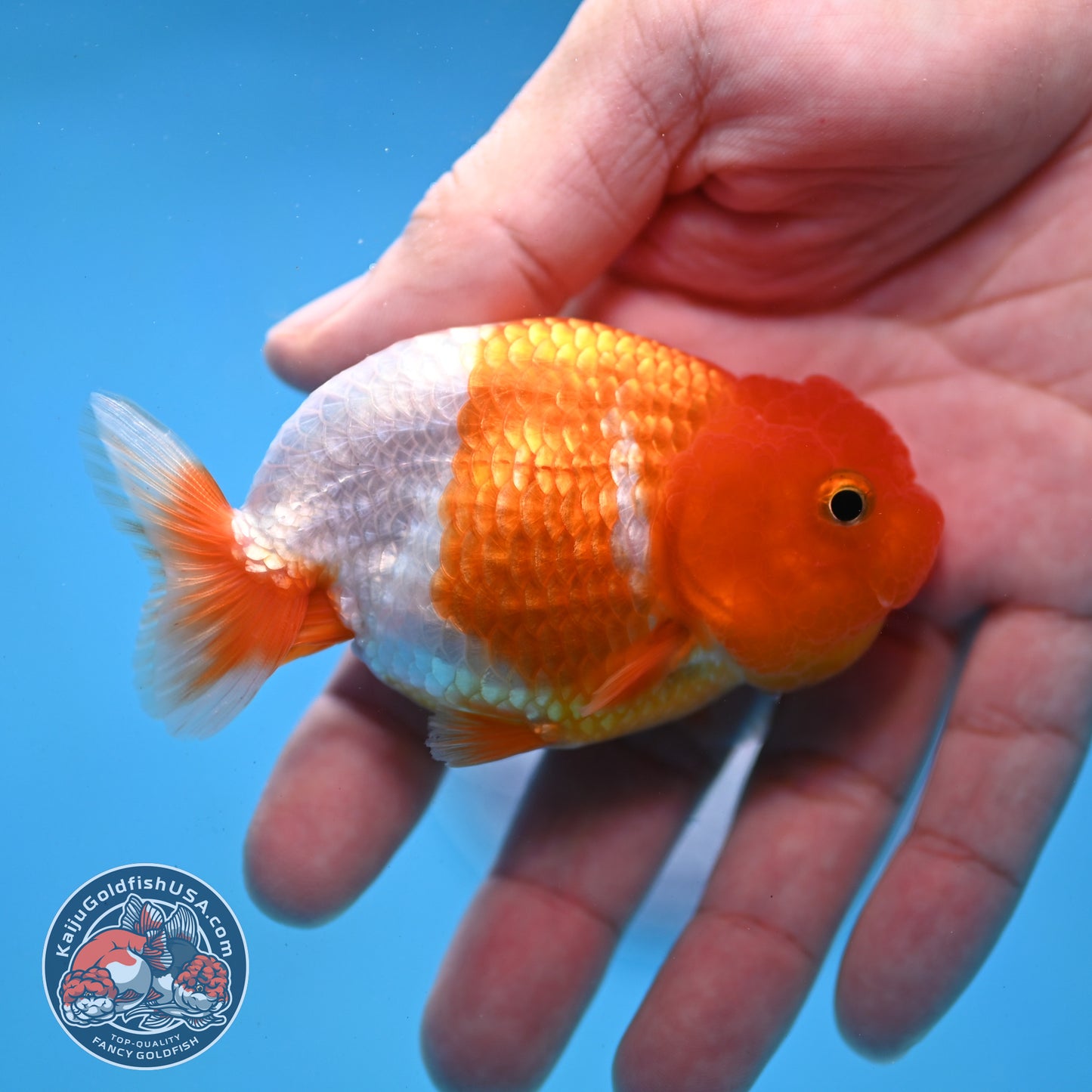 Juvenile Red White Ranchu 3 inch Body (260109_RC01)