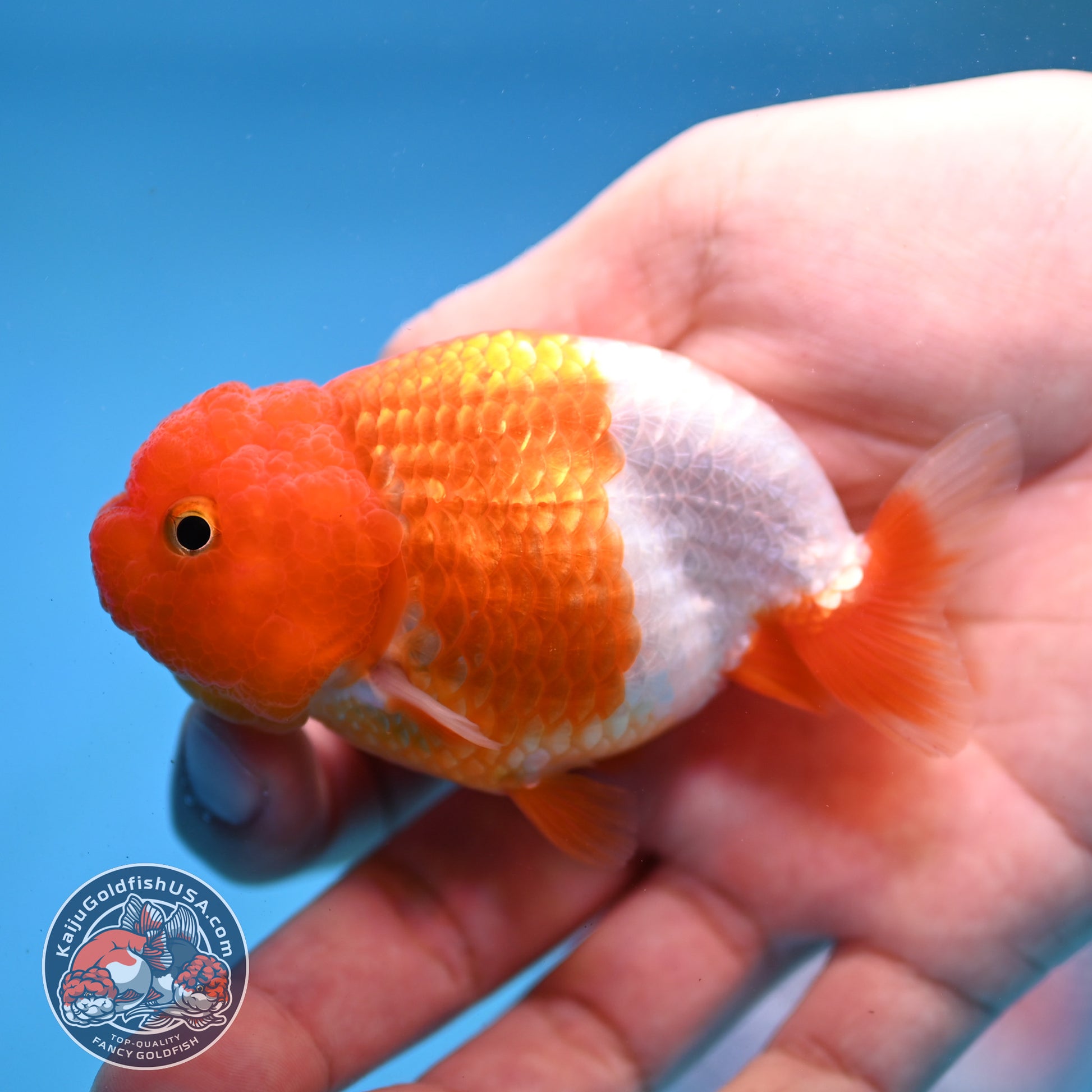 Juvenile Red White Ranchu 3 inch Body (260109_RC01)