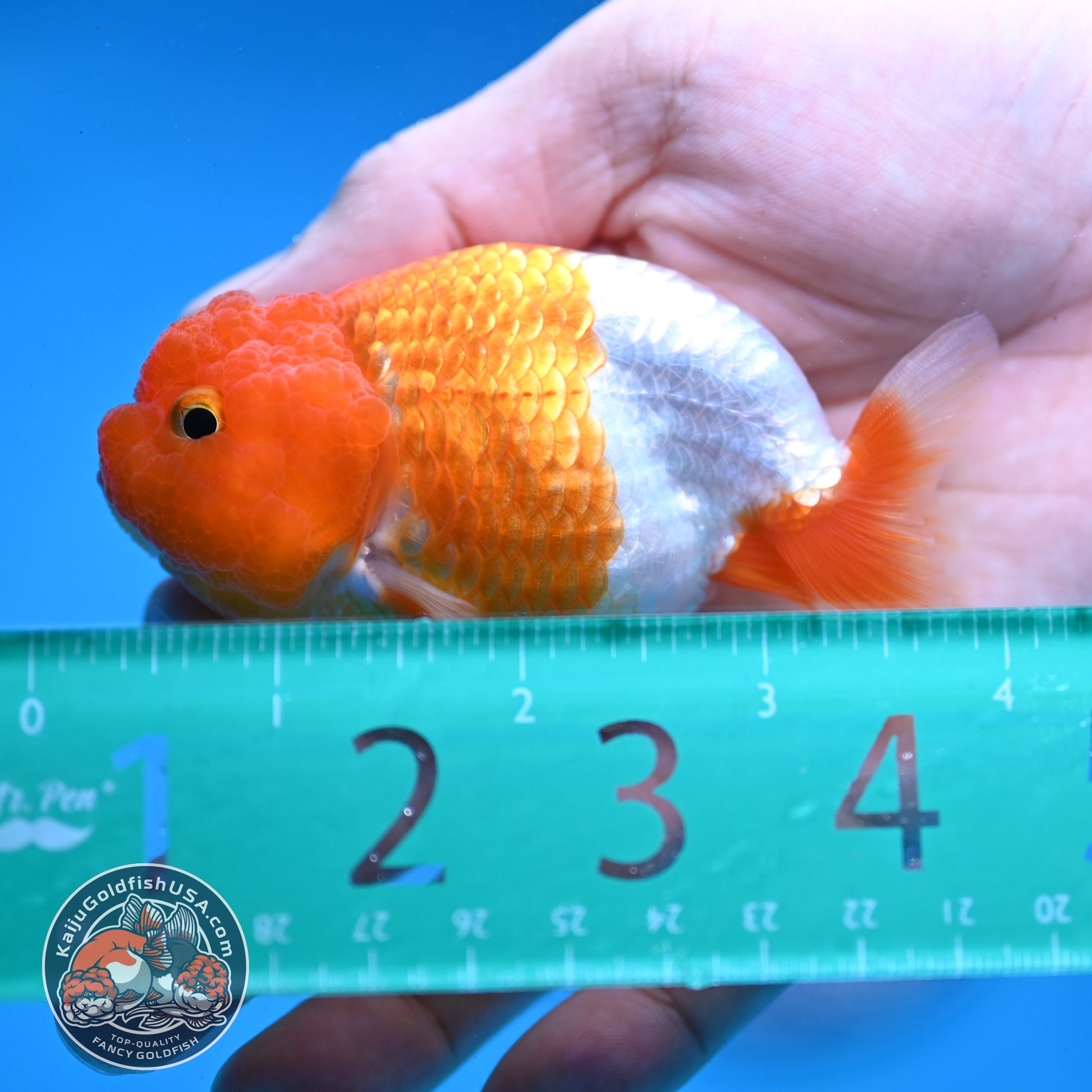 Juvenile Red White Ranchu 3 inch Body (260109_RC01)