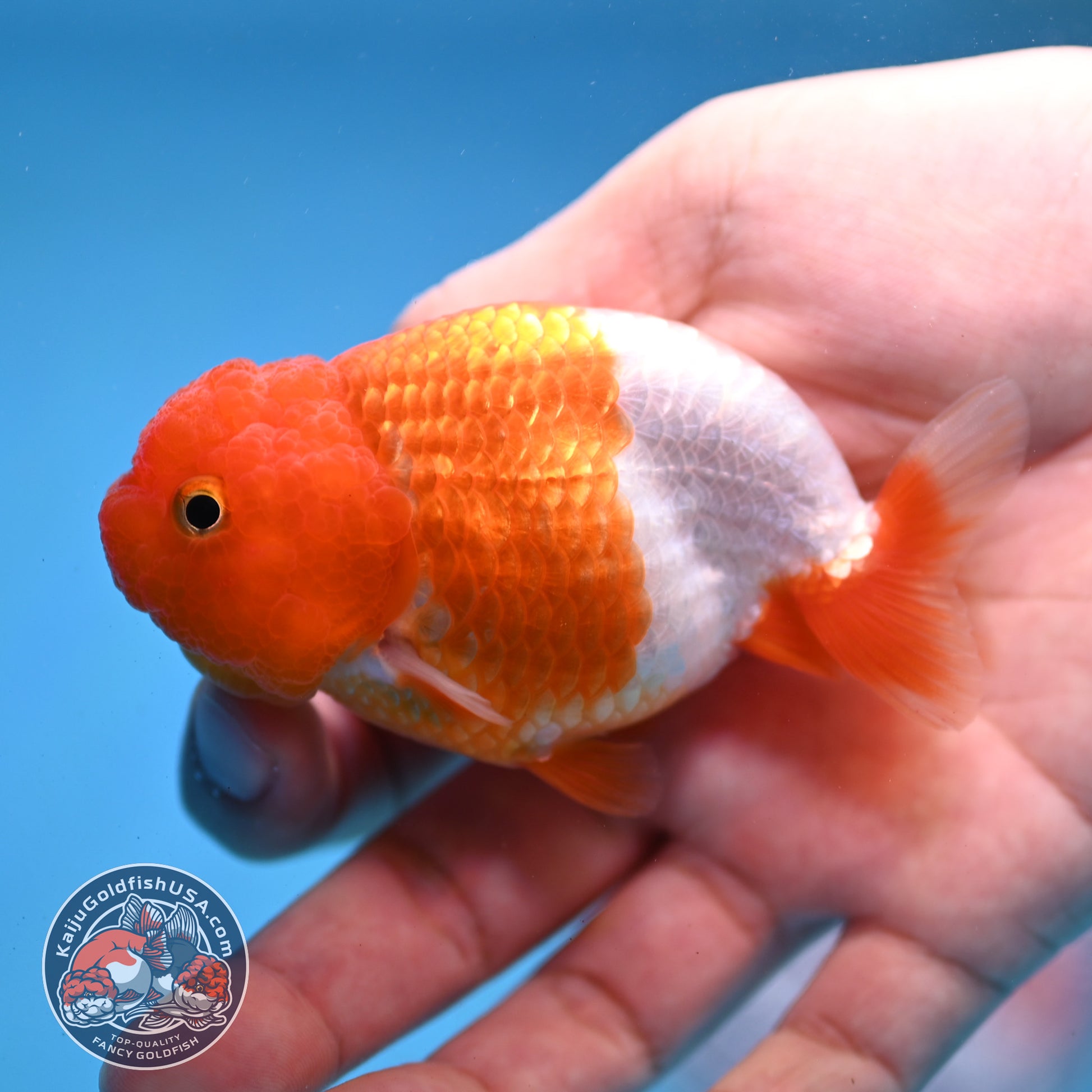 Juvenile Red White Ranchu 3 inch Body (260109_RC01)