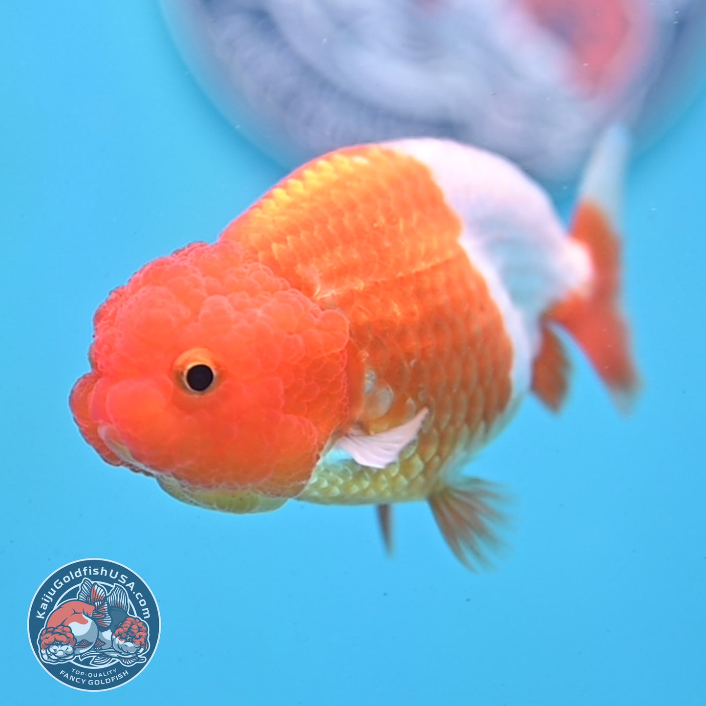 Juvenile Red White Ranchu 3 inch Body (260109_RC01)