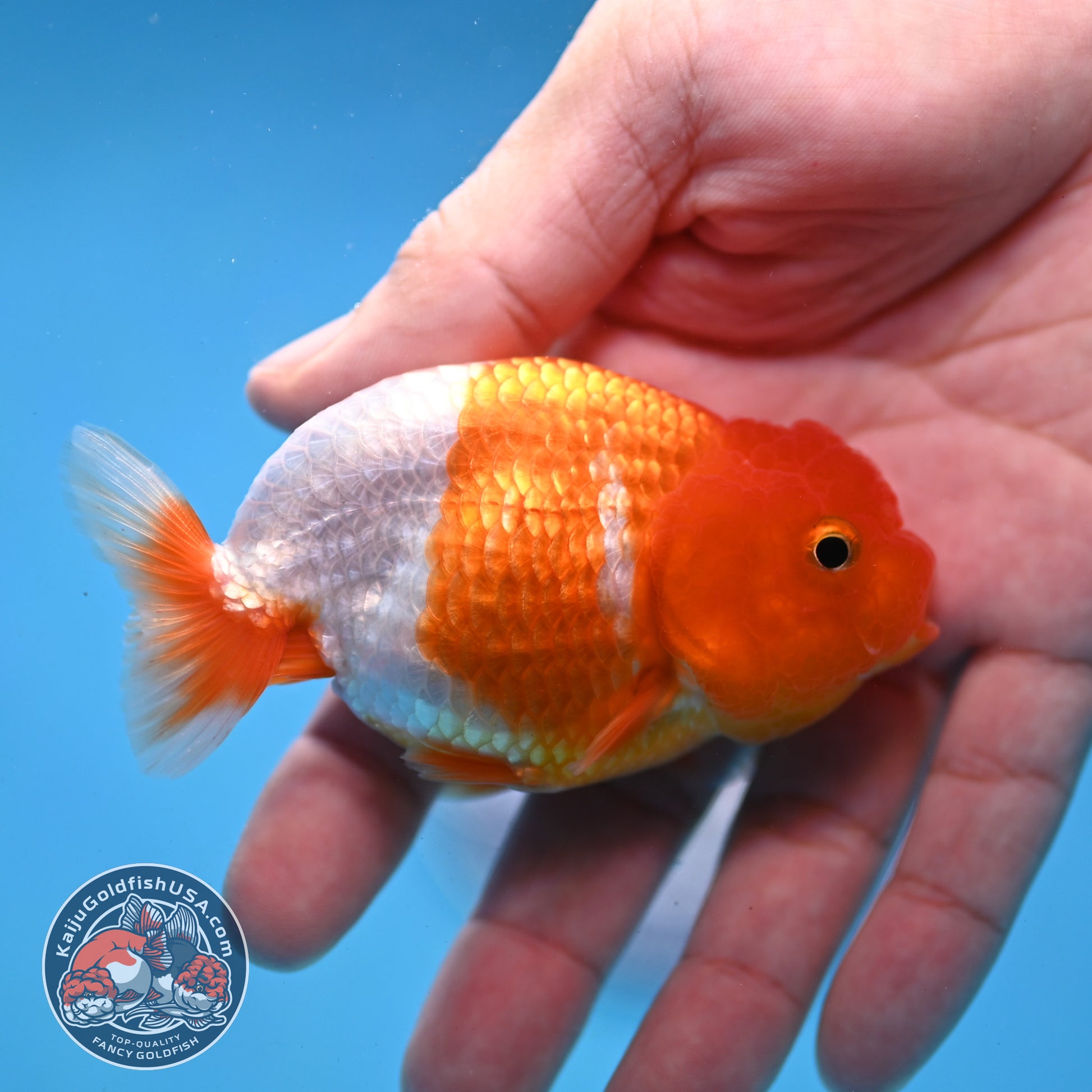 Juvenile Red White Ranchu 3 inch Body (260109_RC01)