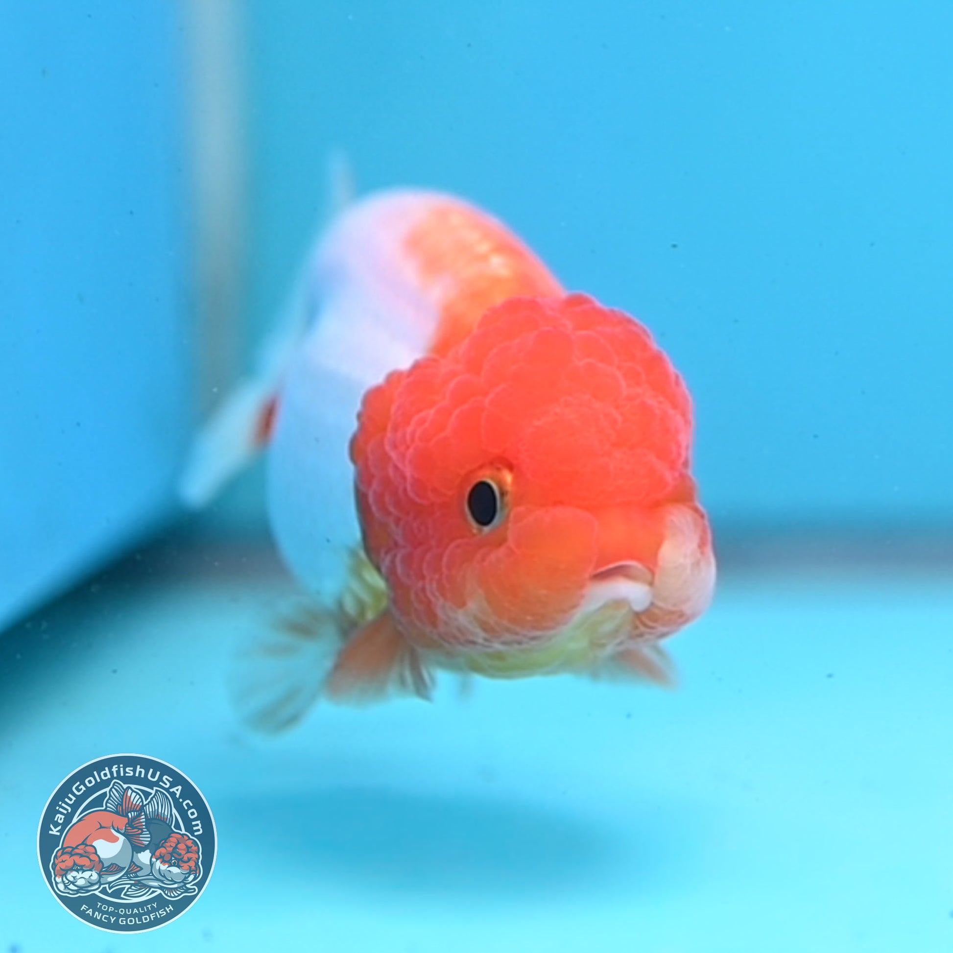 Juvenile Red White Ranchu 3 inch Body (260109_RC02)