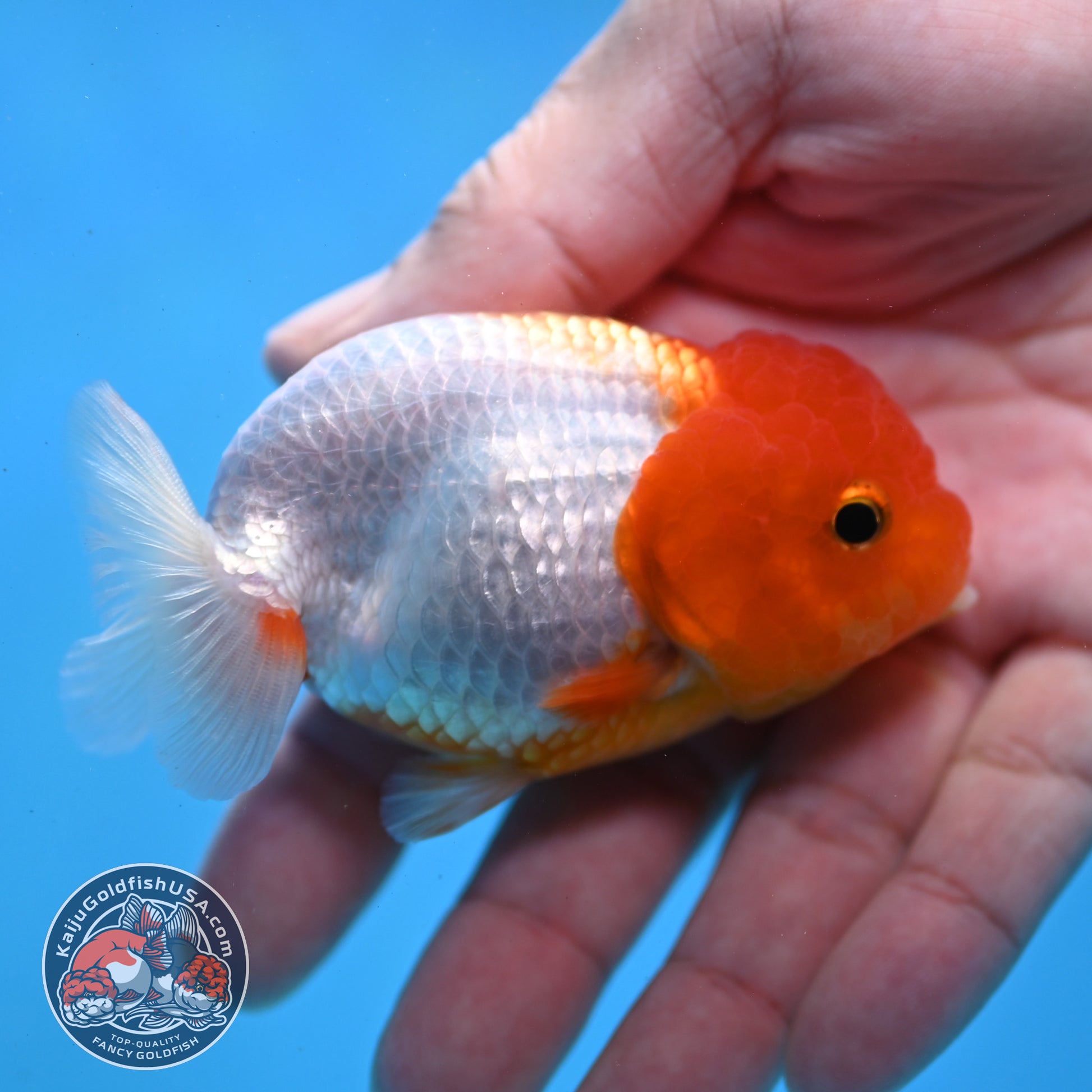 Juvenile Red White Ranchu 3 inch Body (260109_RC02)