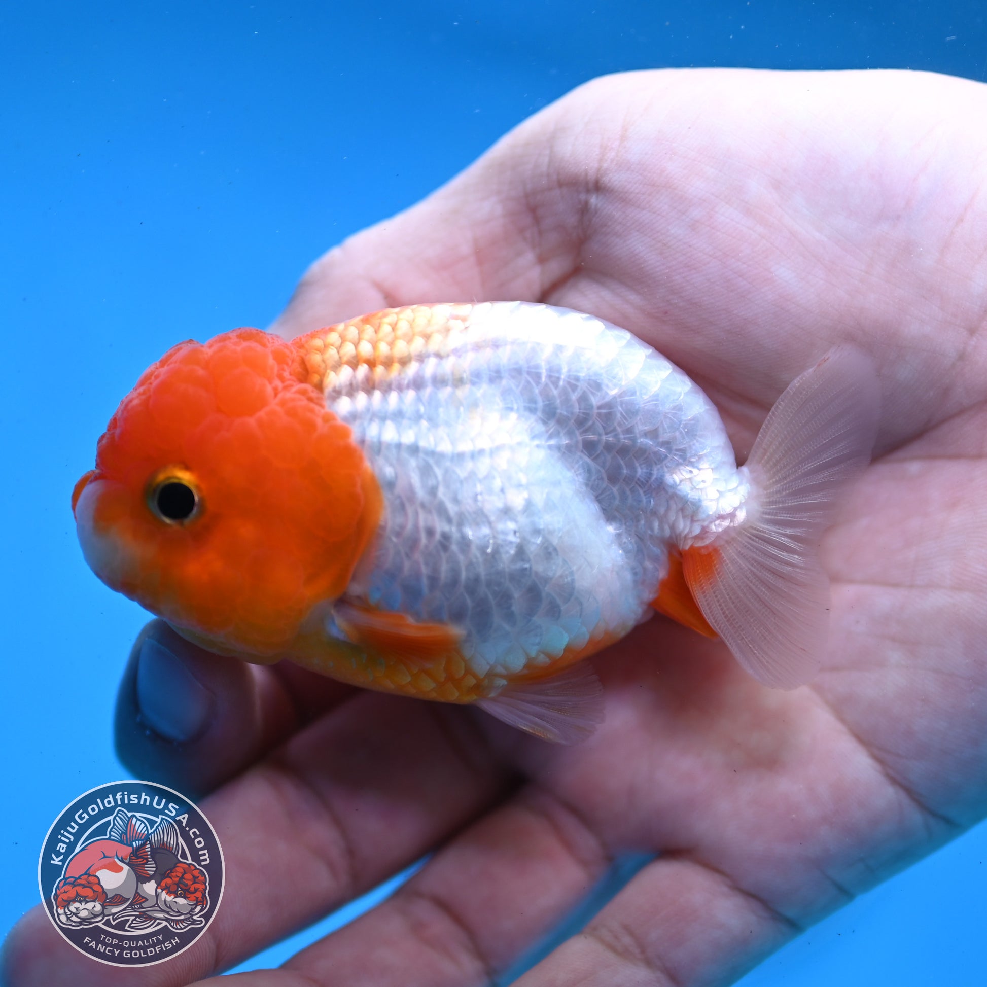 Juvenile Red White Ranchu 3 inch Body (260109_RC02)