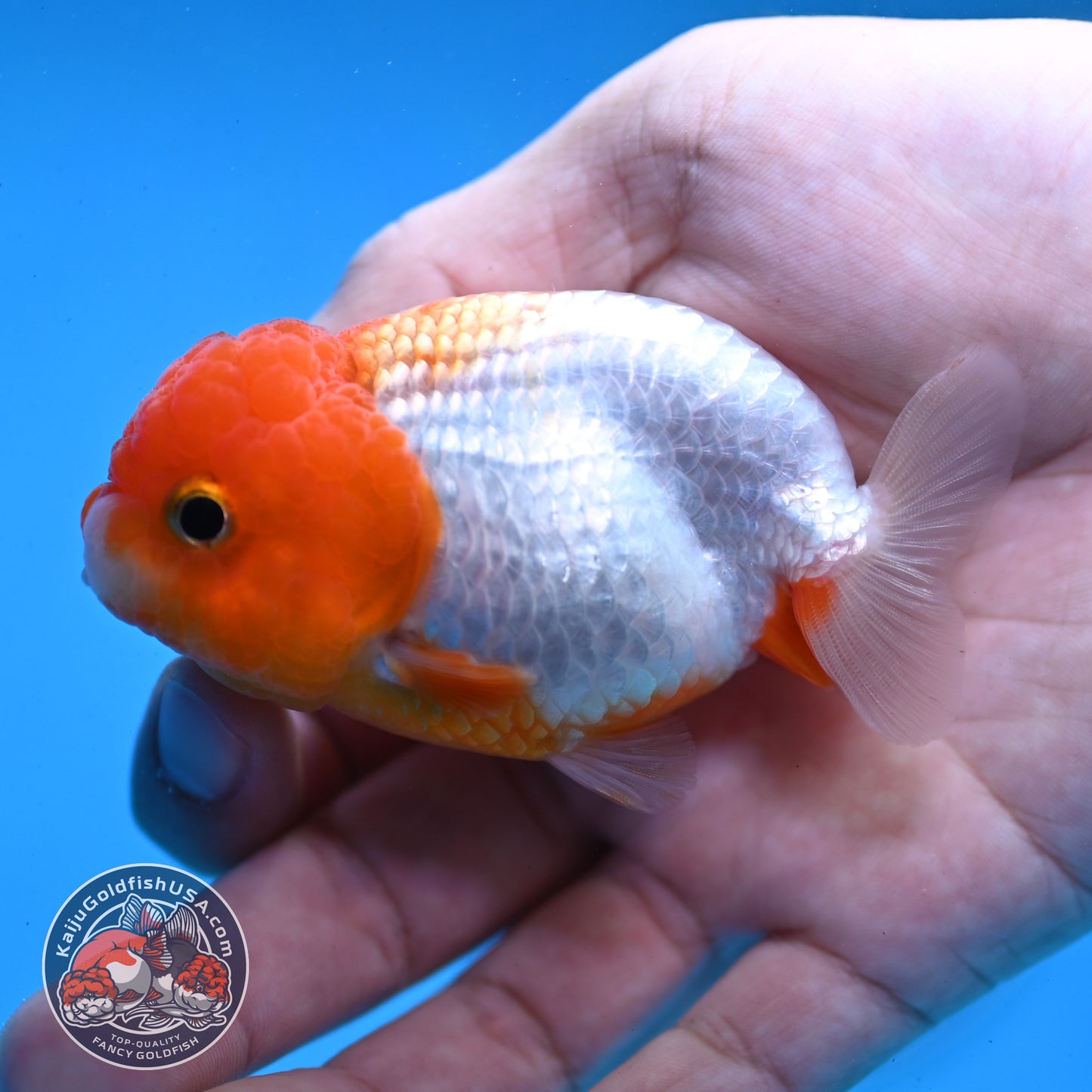 Juvenile Red White Ranchu 3 inch Body (260109_RC02)
