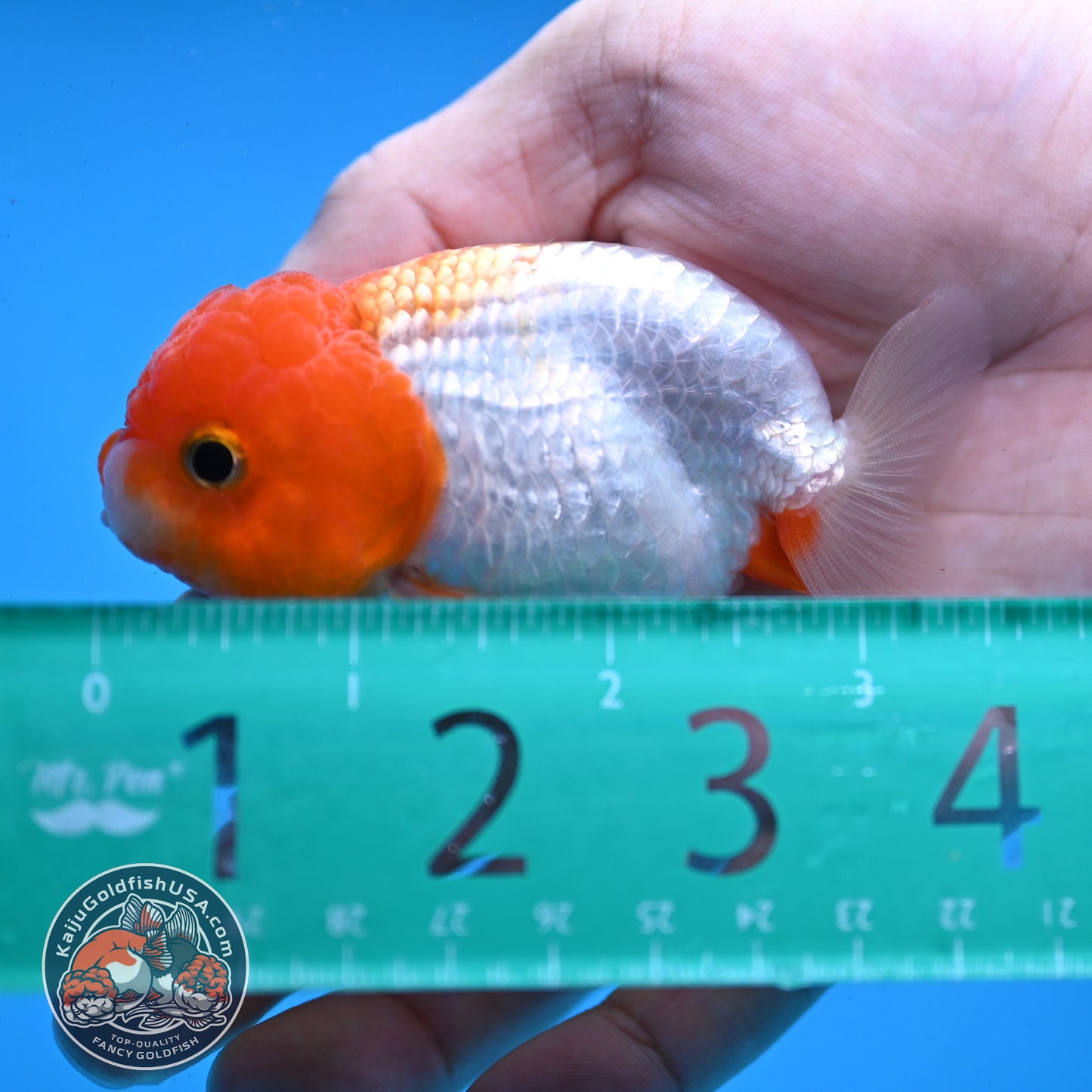 Juvenile Red White Ranchu 3 inch Body (260109_RC02)