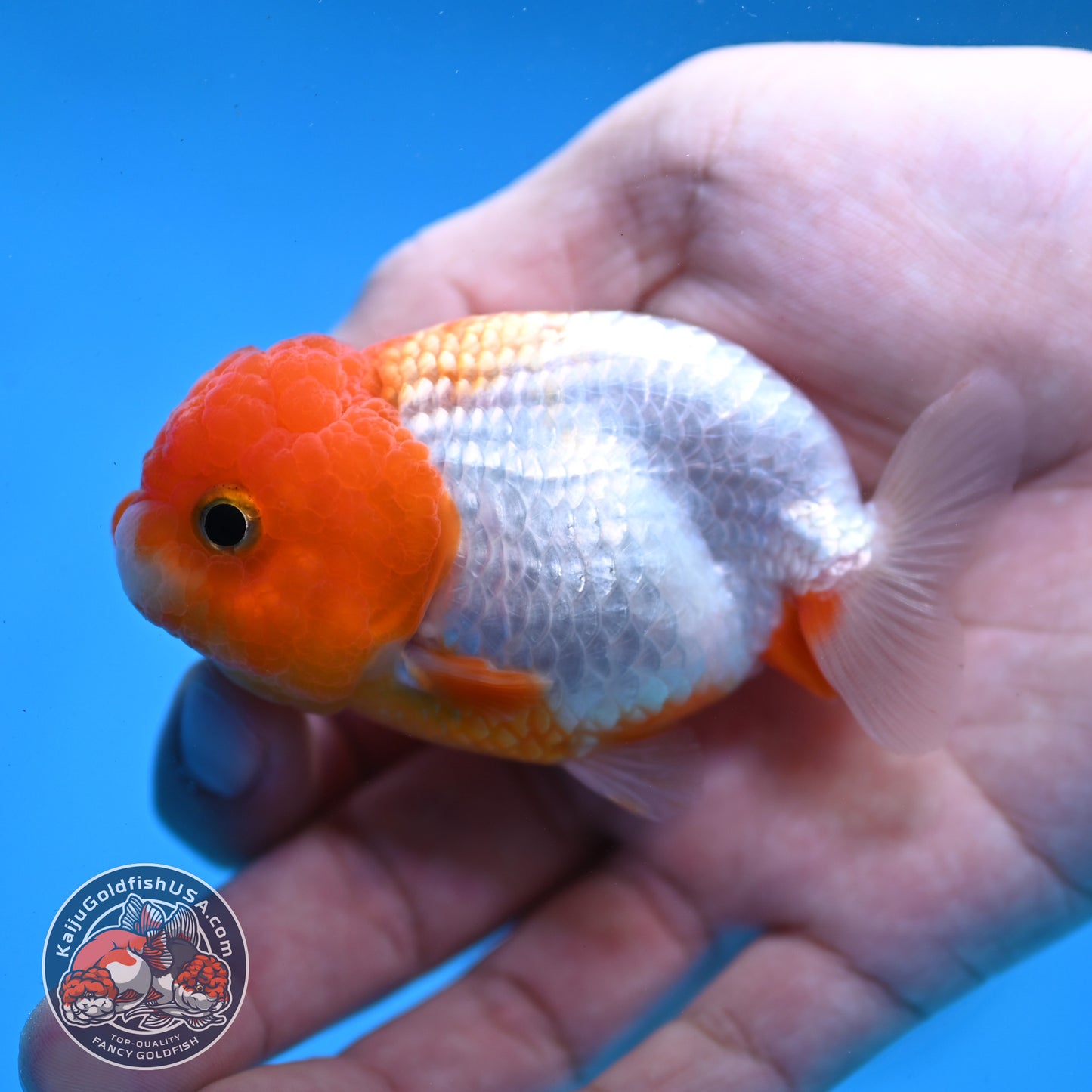 Juvenile Red White Ranchu 3 inch Body (260109_RC02)