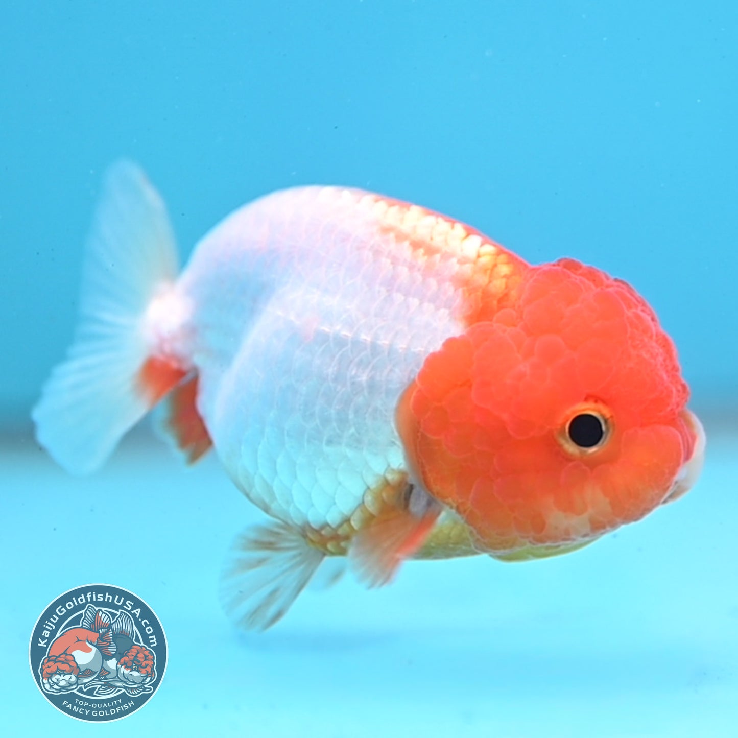 Juvenile Red White Ranchu 3 inch Body (260109_RC02)