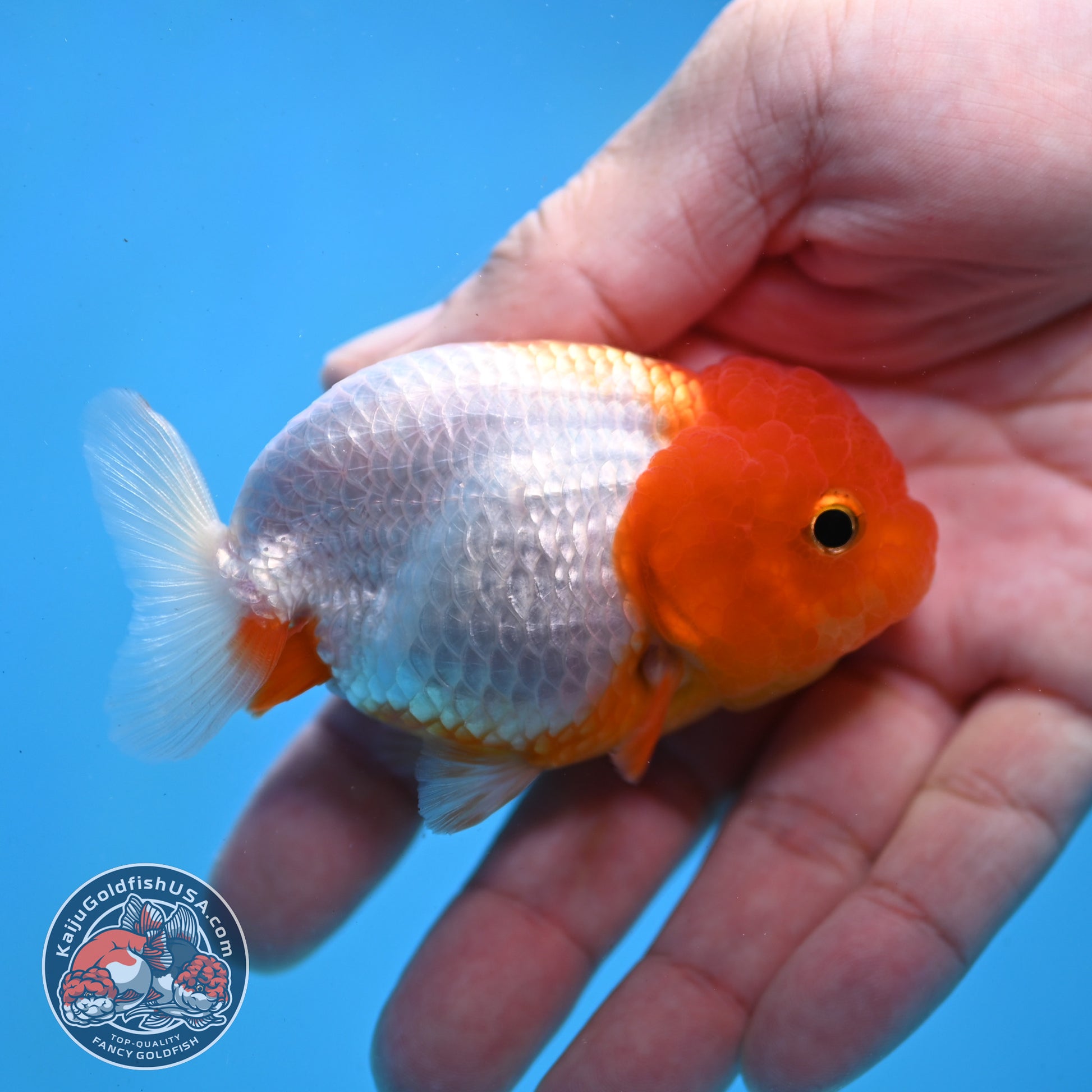 Juvenile Red White Ranchu 3 inch Body (260109_RC02)