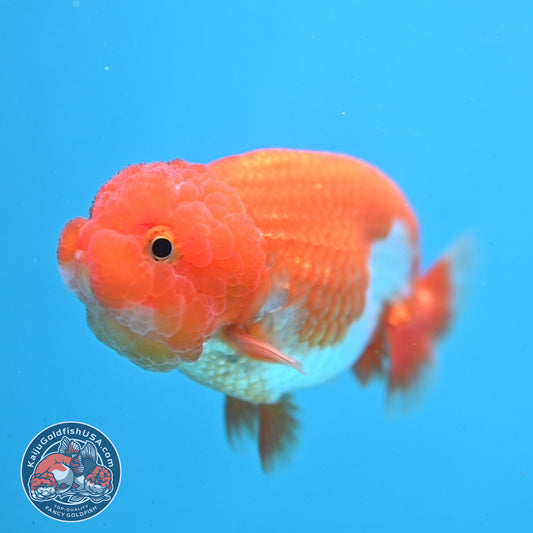 Juvenile Red White Ranchu 3 inch Body (260109_RC03)