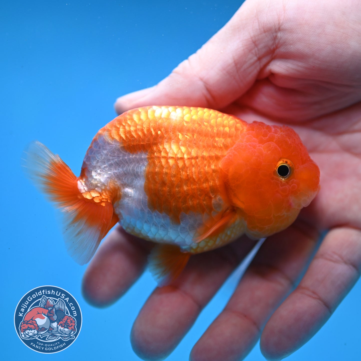 Juvenile Red White Ranchu 3 inch Body (260109_RC03)
