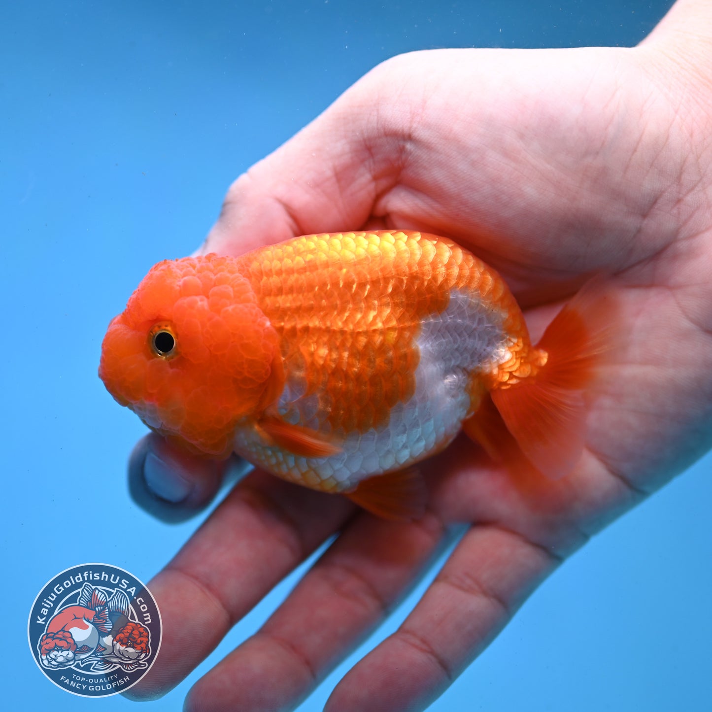 Juvenile Red White Ranchu 3 inch Body (260109_RC03)