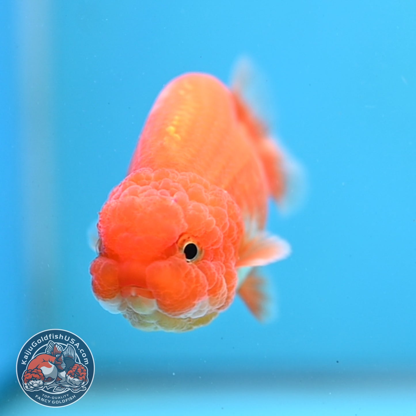 Juvenile Red White Ranchu 3 inch Body (260109_RC03)